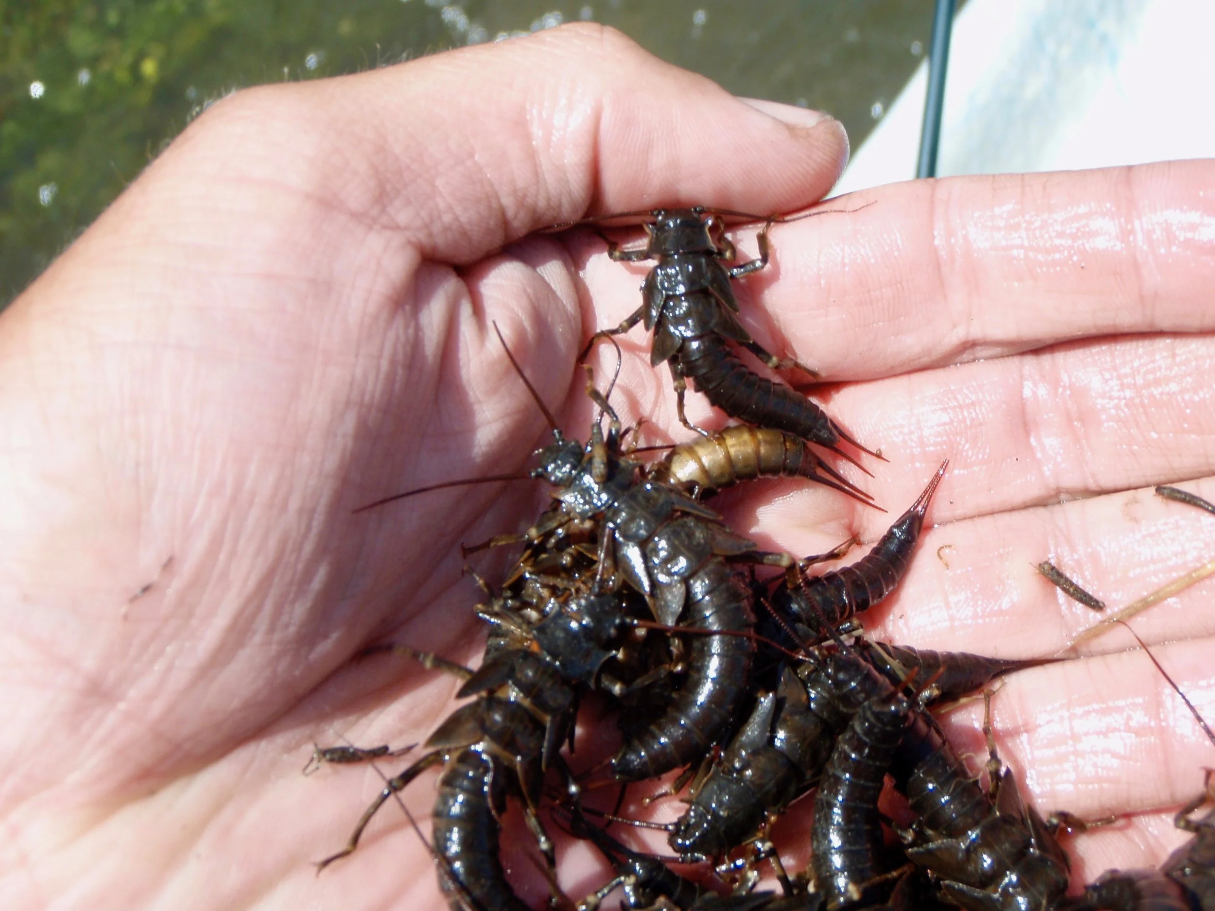 A handful of Salmon Fly nymphs.
