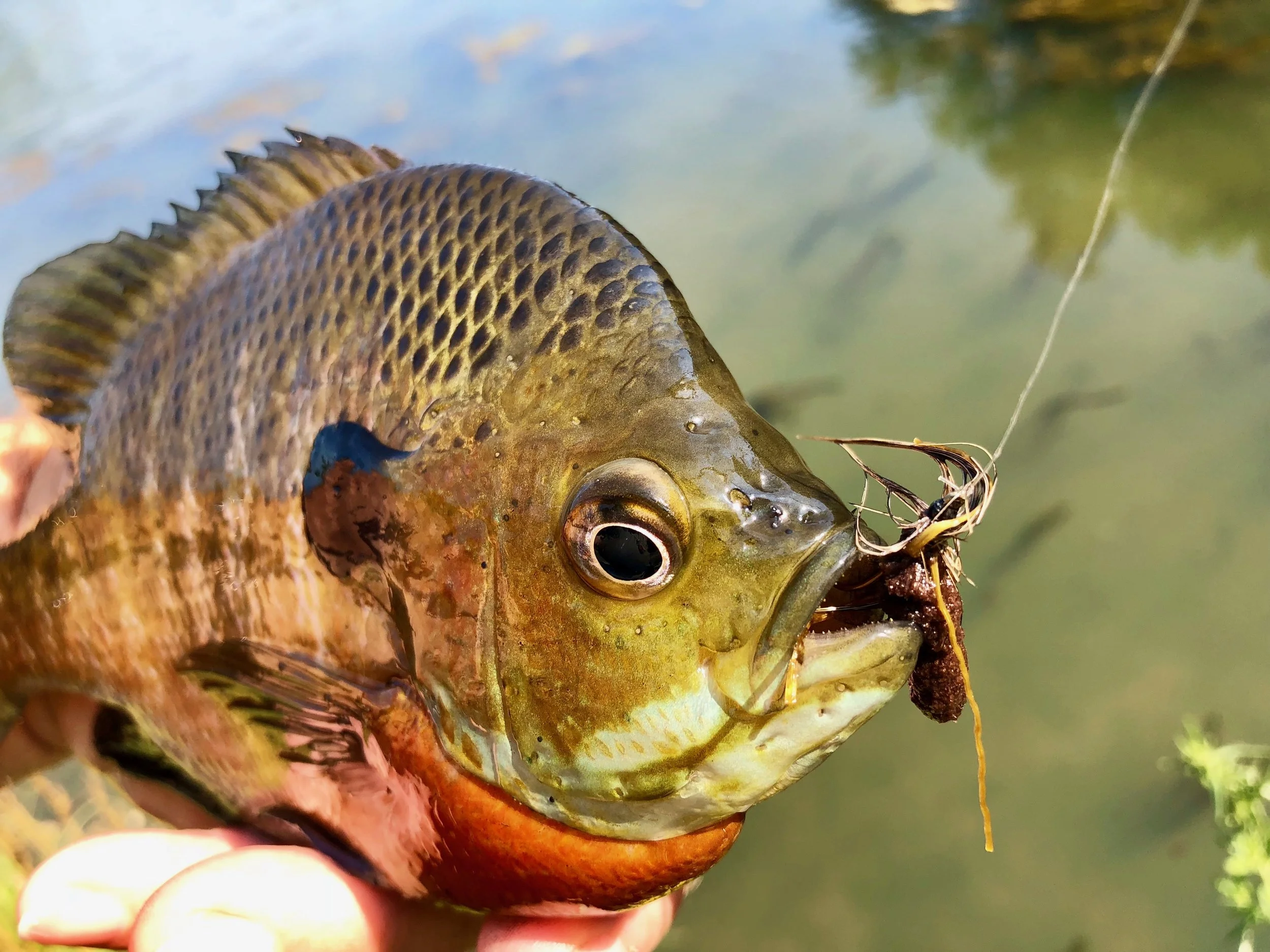 Bluegills are particularly fond of this pattern.
