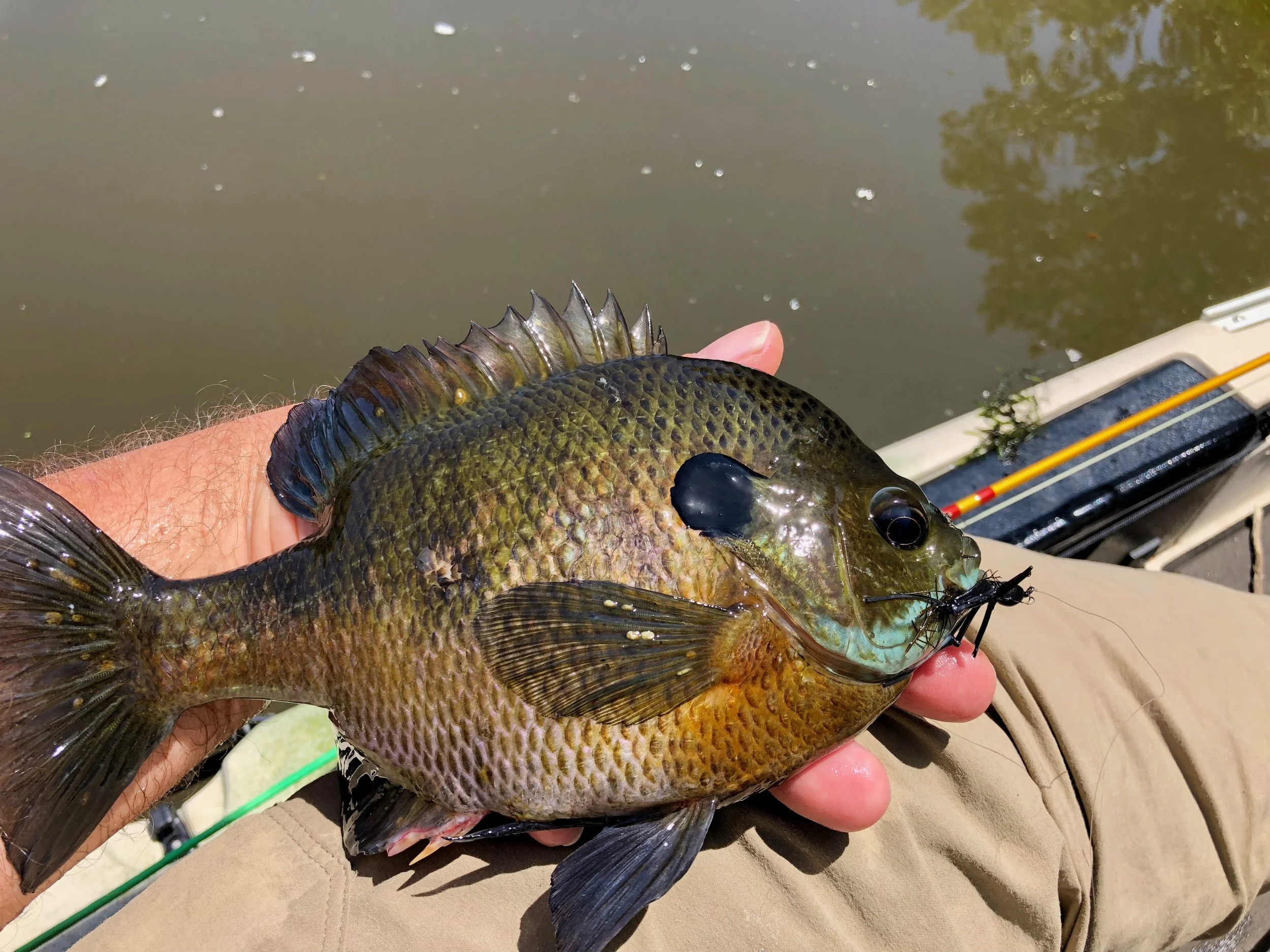 A chunk of a bluegill that fell to the charms of the Ugly Cricket.