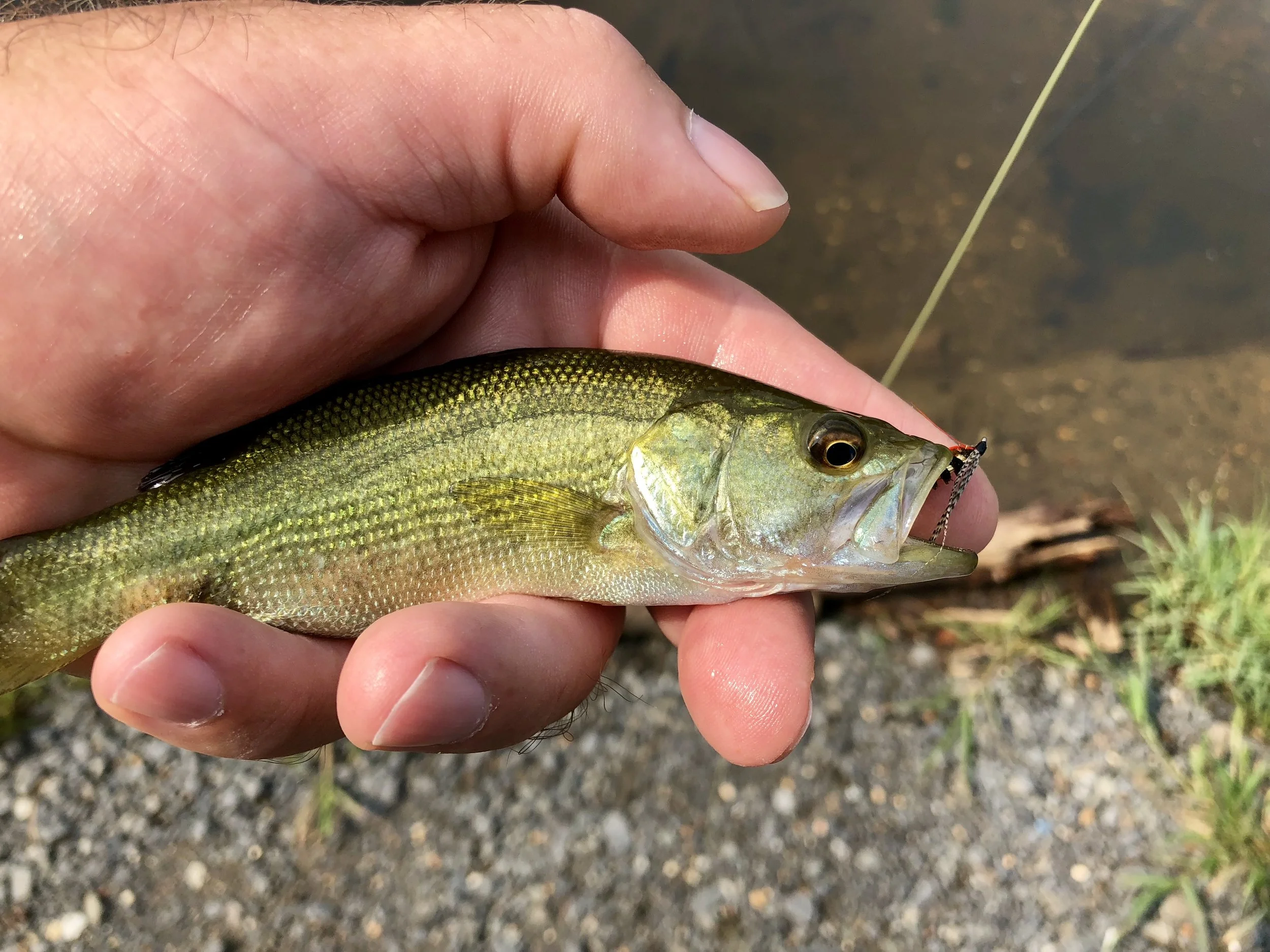 The Stayner Ducktail is attractive to many other warm water species like this minuscule largemouth bass!