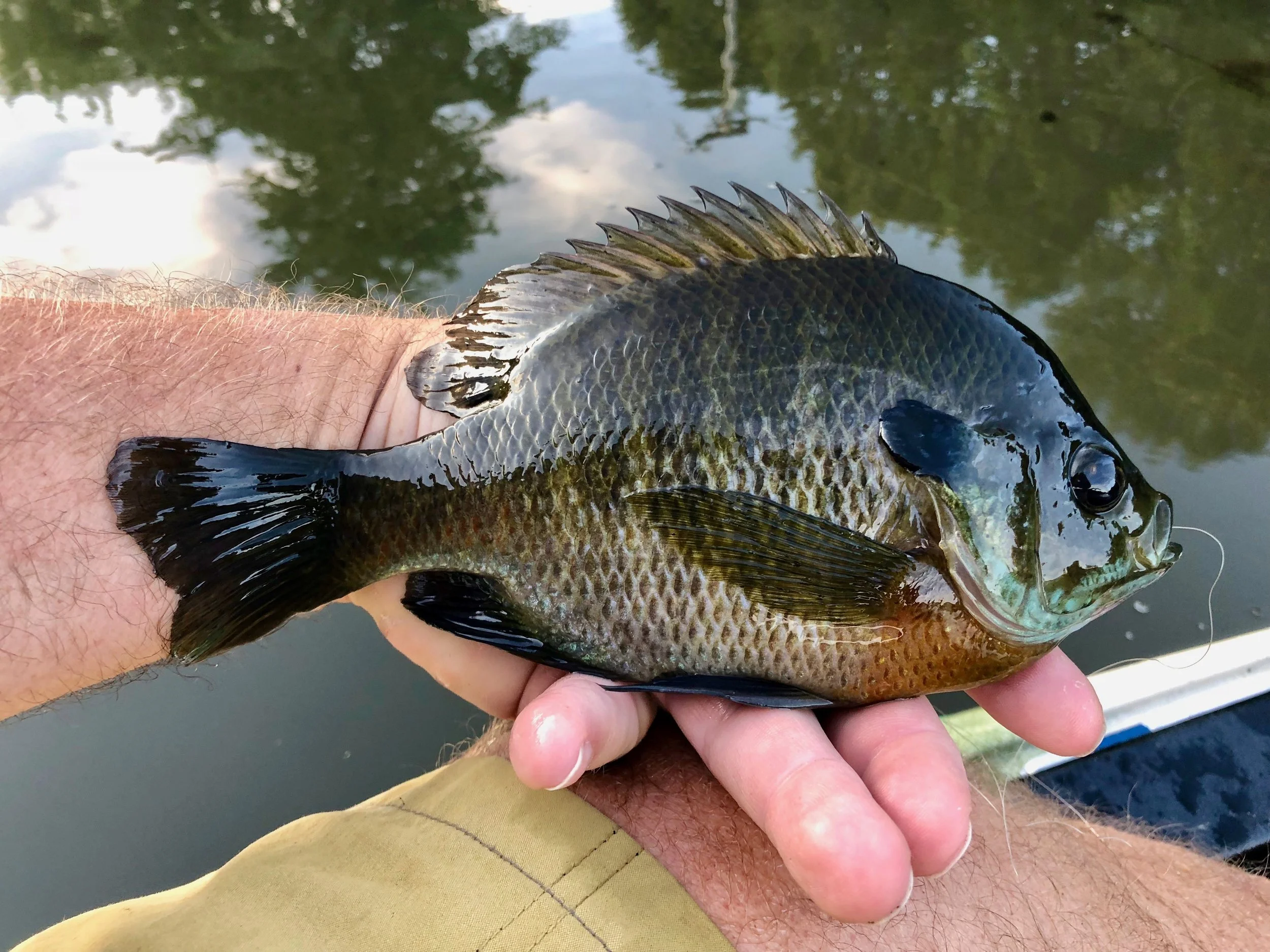 This chunky bluegill completely swallowed a size 8 Katydid. Perhaps I should consider tying them in the same size of the natural insect. The fly would be over two inches long but I think these larger fish would have no problem with it.