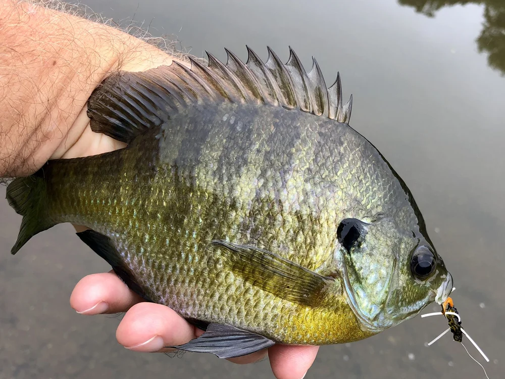 The Panfish Polecat Panfish On The Fly