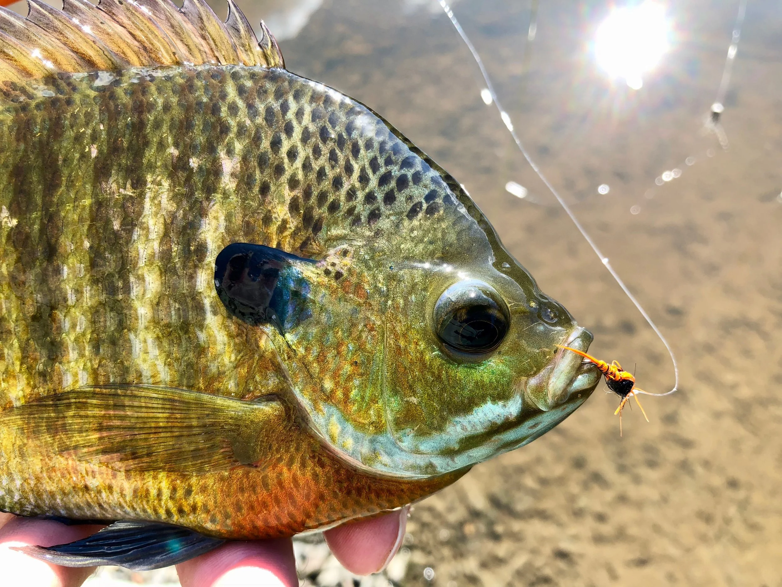 A well chewed Panfish Pheasant Tail nymph!