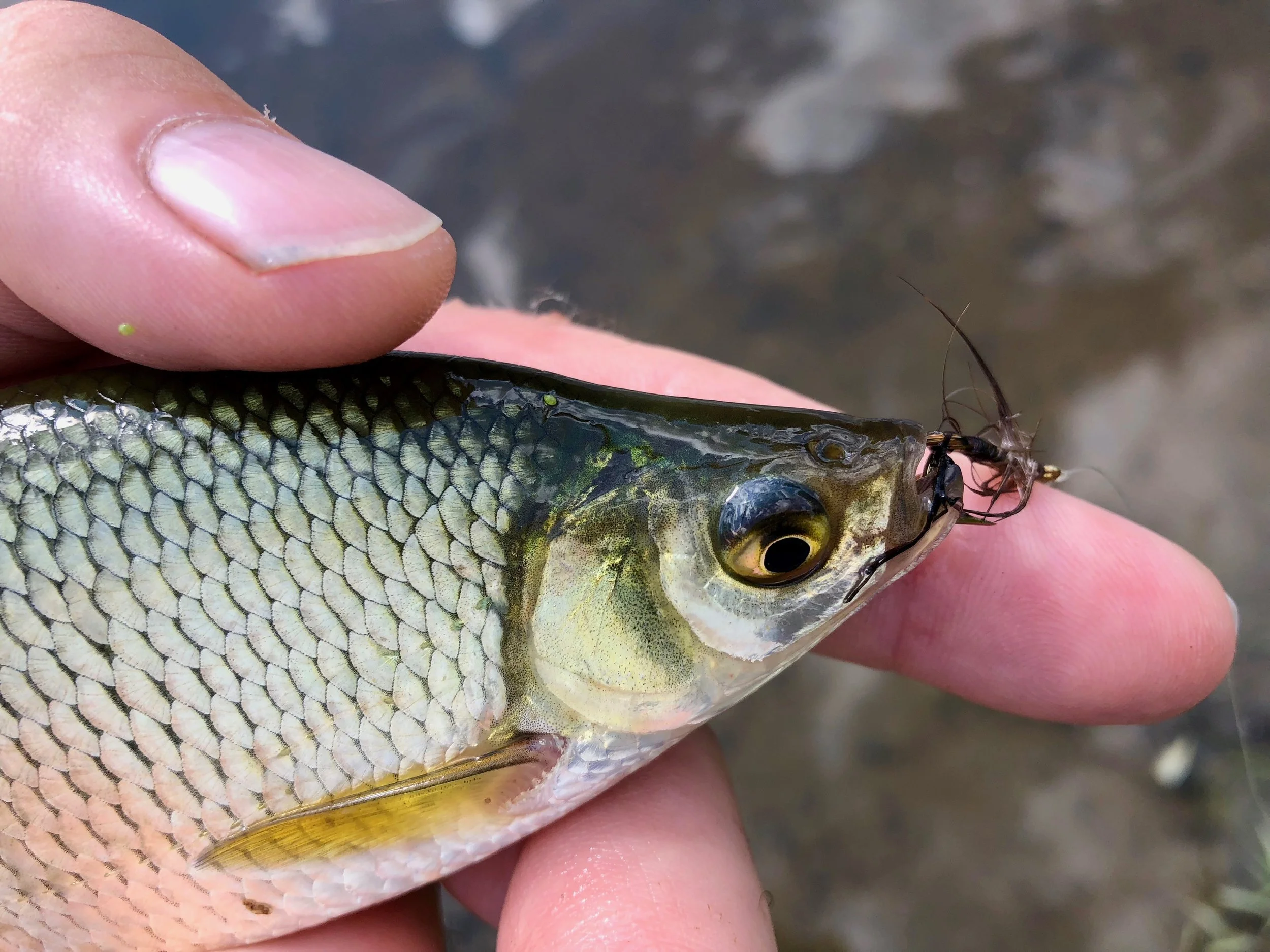 Even golden shiners take a shine to this pattern!