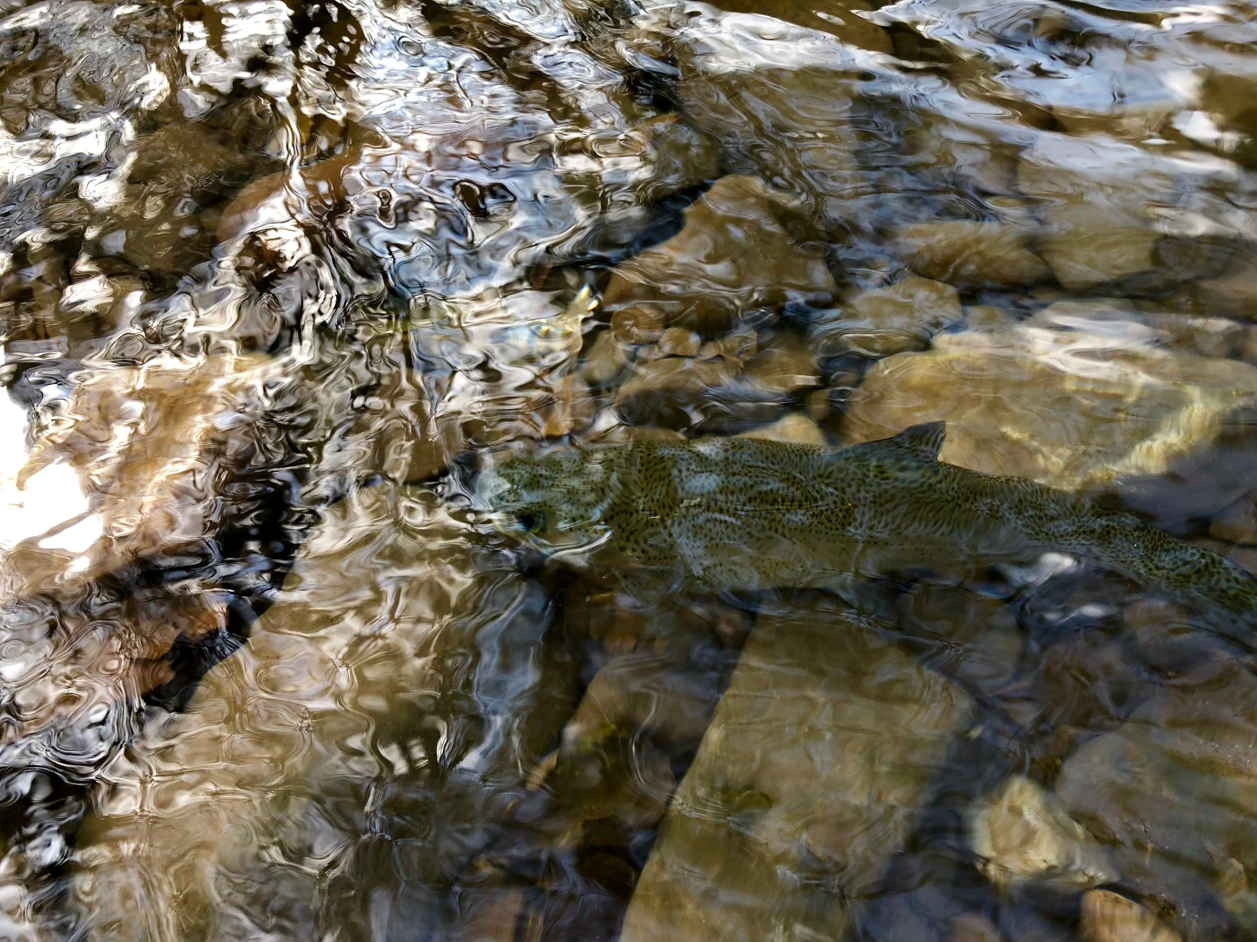 If you can get this close to a fish chances are he knows your there!