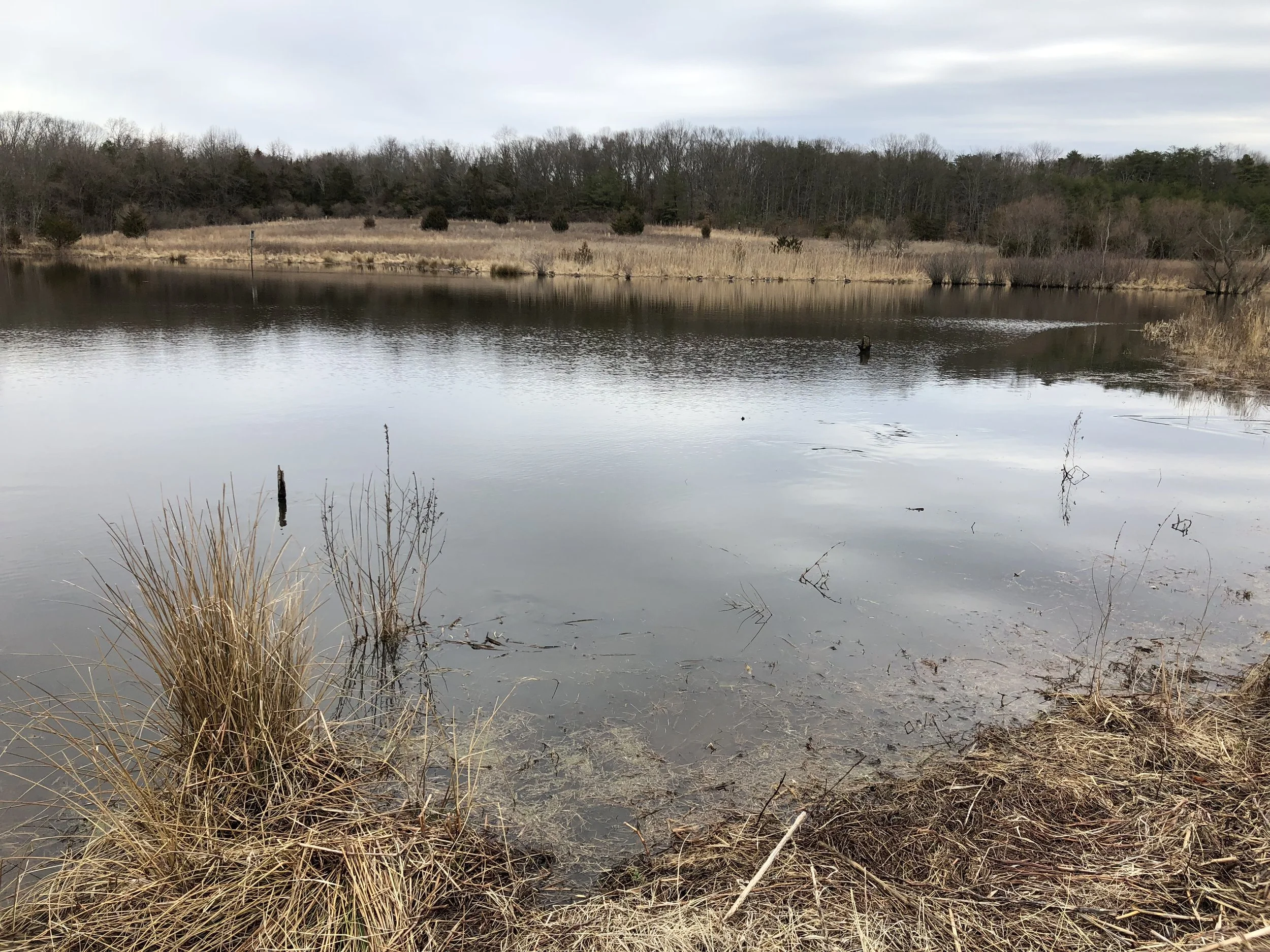 If you look closely at the water in this photograph you can see disturbances on the surface caused by fish spooked by my clumsy approach. This photograph was taken last February after a few days of consistent milder than normal weather.