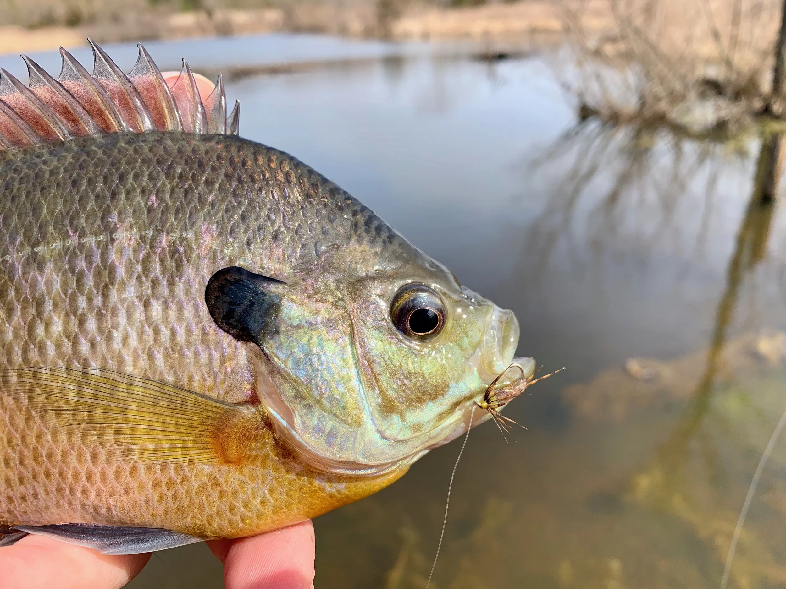 One of many fish taken on a light colored Single Feather Pennell Wet Fly.