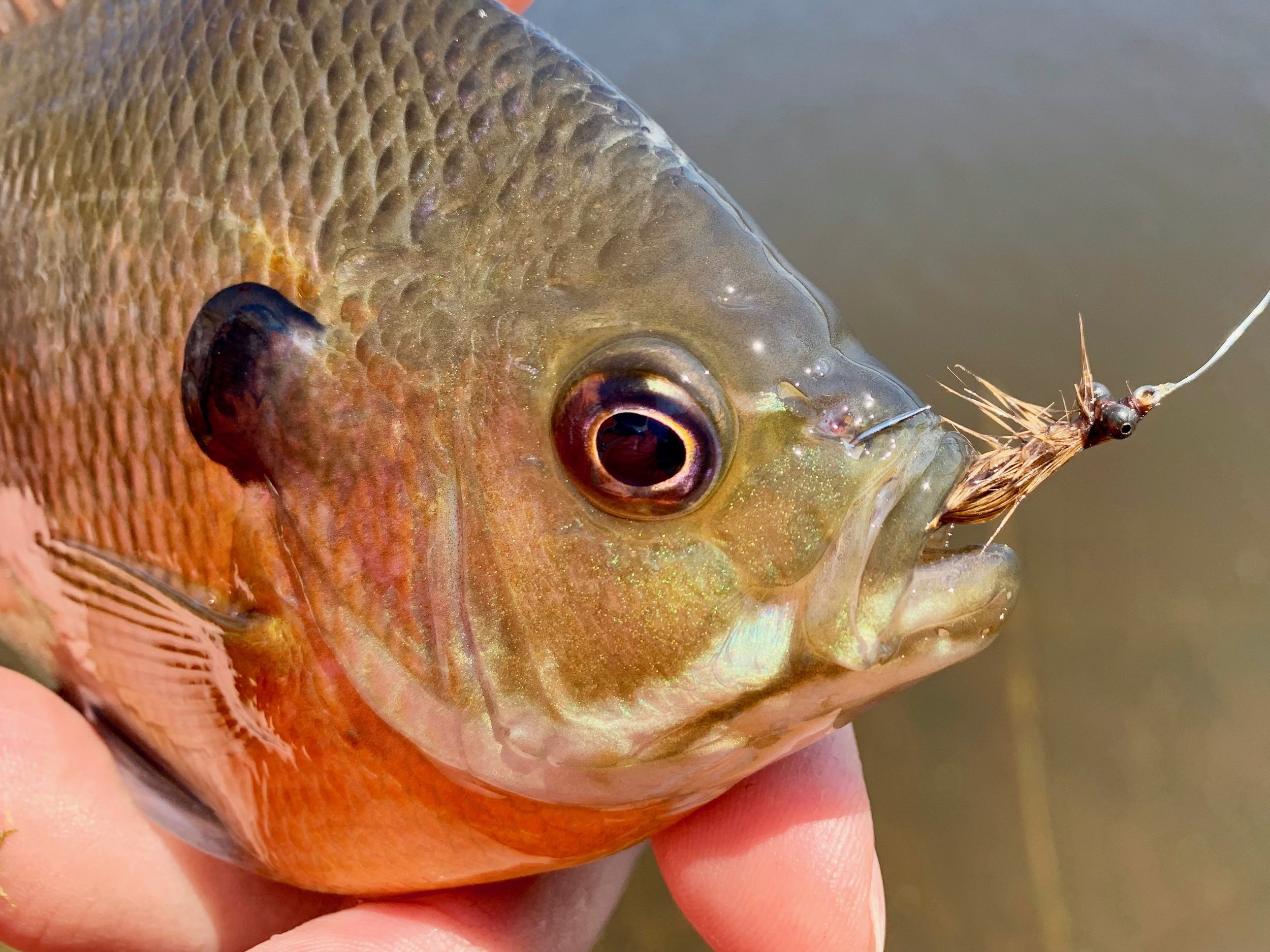 Tandem Rigs for Pre-Spawn Bluegills — Panfish On The Fly