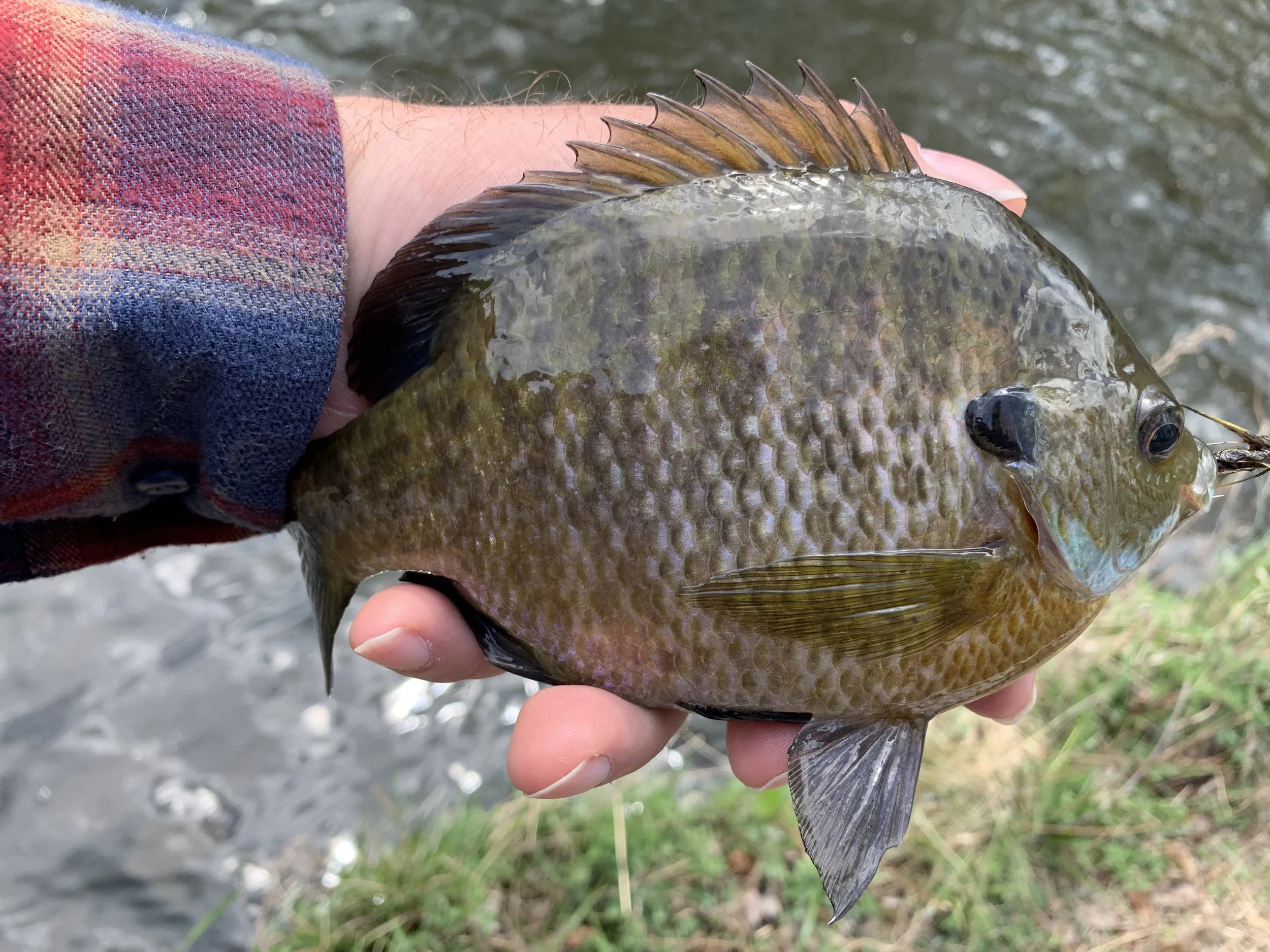 This bluegill has been eating well all winter but still had a little room for a Cockaroo!