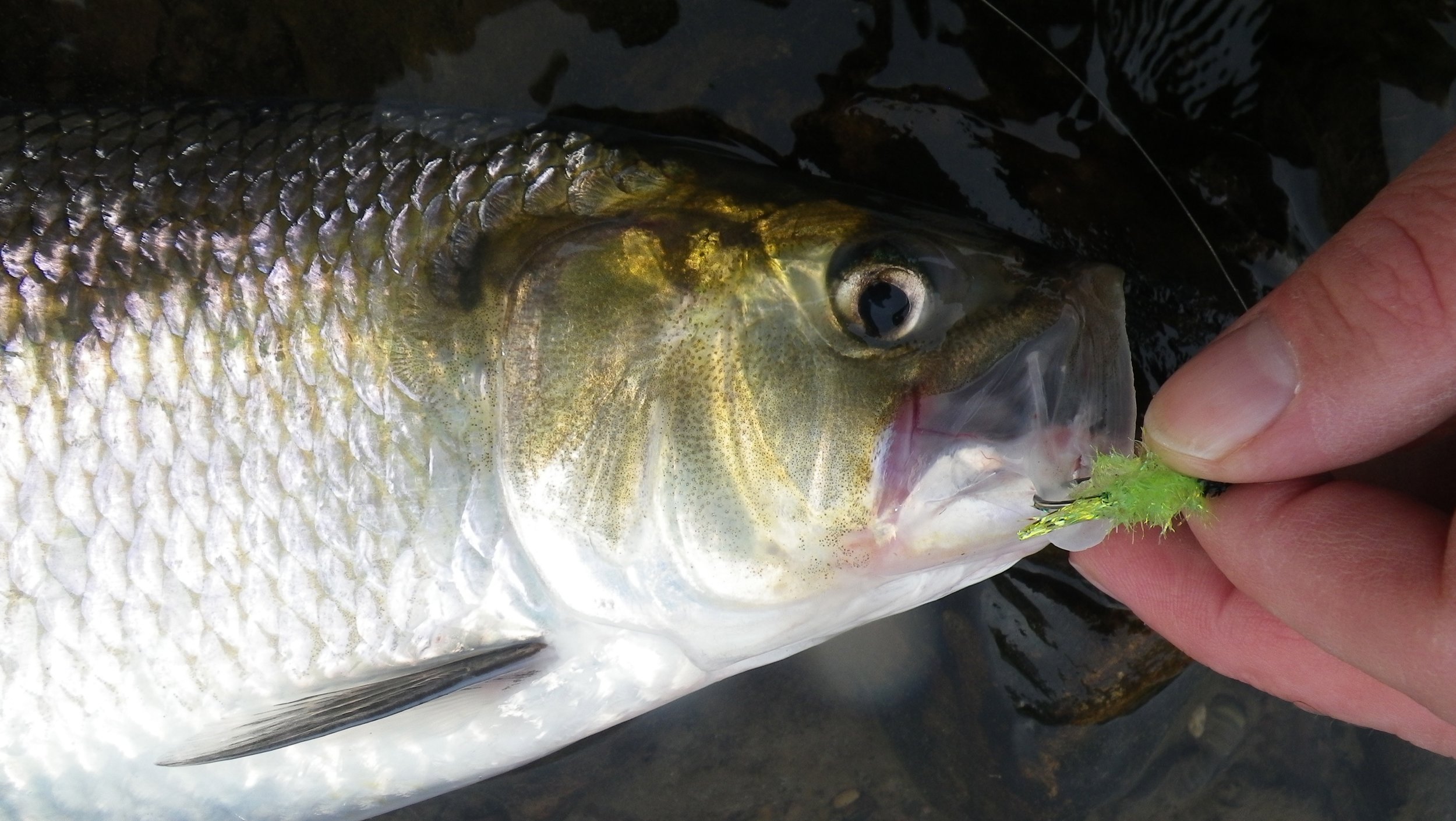 Fly Fishing For Shad — Panfish On The Fly