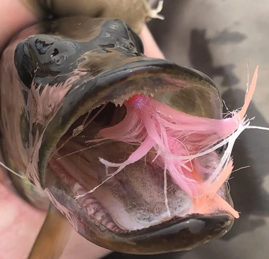 Obviously the toothy critters fancy the fly as well1