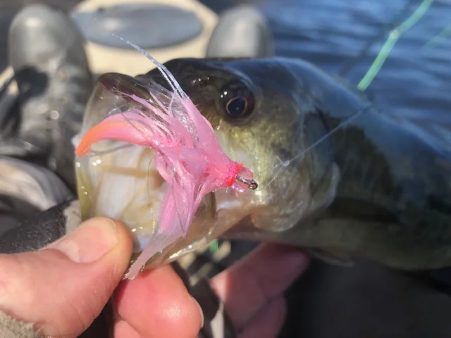Even the ditch pickles can’t refuse them!