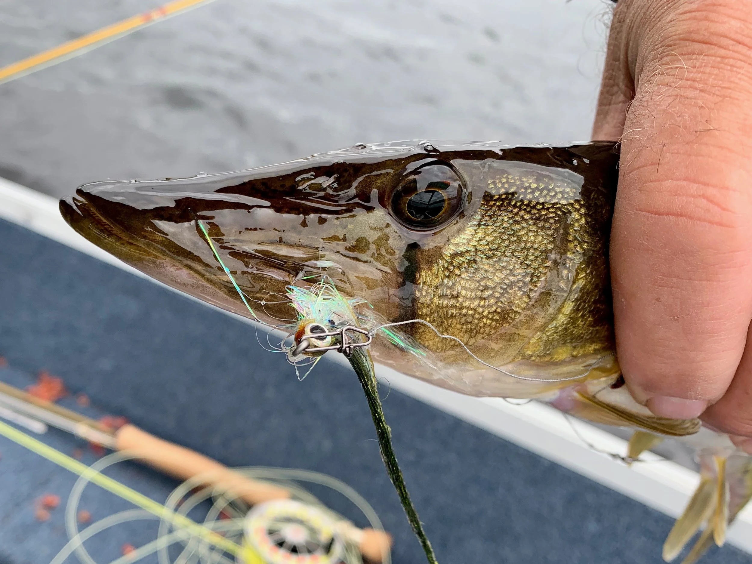 Flashy flies are irresistible to chain pickerel. Pickerel are not particularly leader shy so don’t be afraid to protect those flies with wire bite tippets. The use of a small snap allows you to impart alot of motion into the fly even when using stiffer wire tippets.