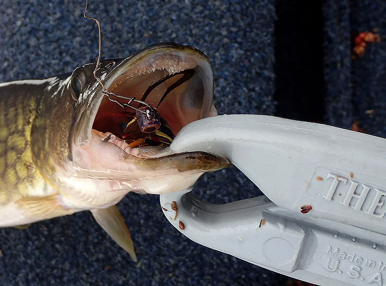 Even small pickerel have mouths (and appetites!) large enough to inhale big flies! Because pickerel often take flies deeply, barbless hooks are a must! (photo credit: Digena Photography)
