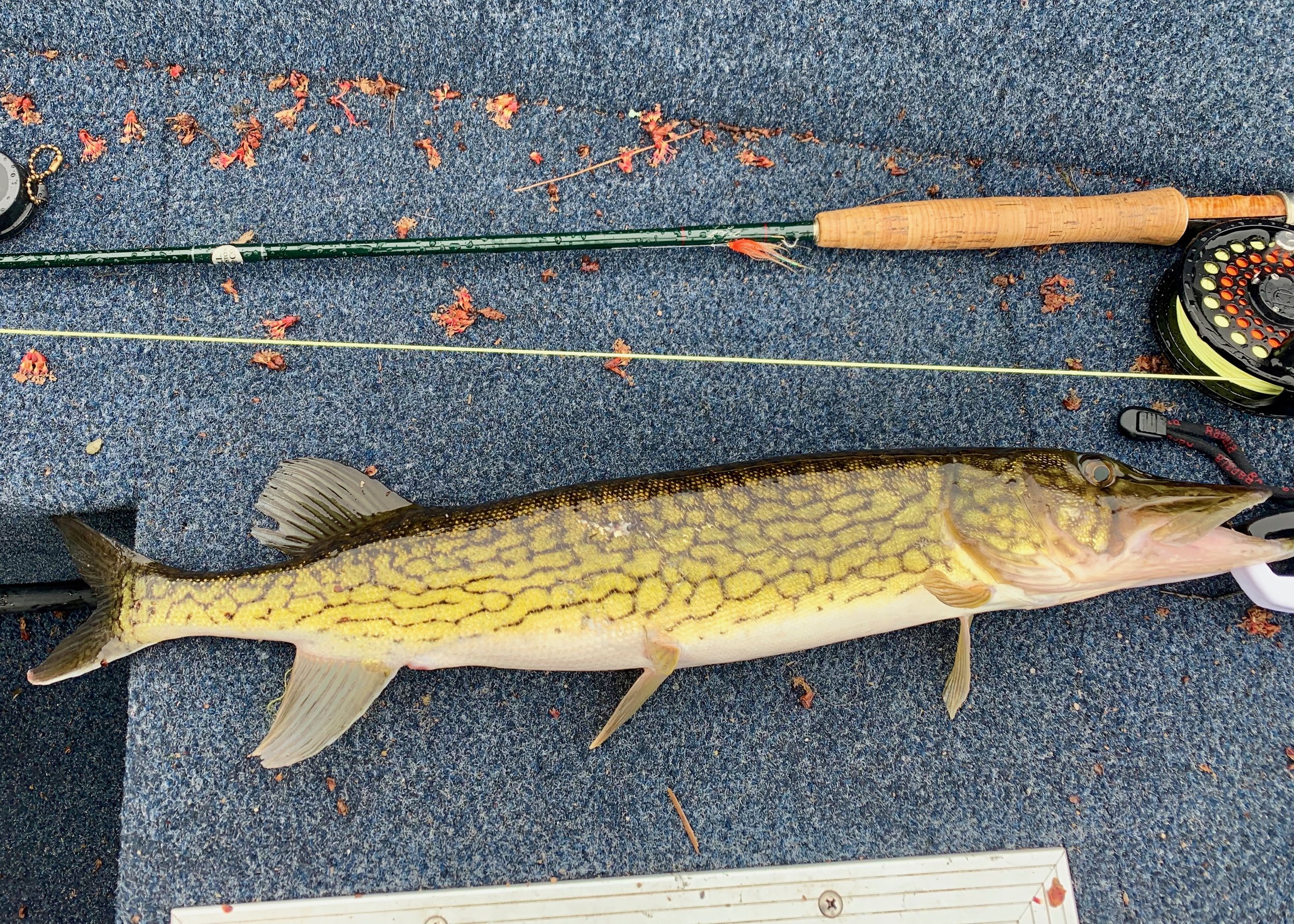 Pickerel On The Fly — Panfish On The Fly