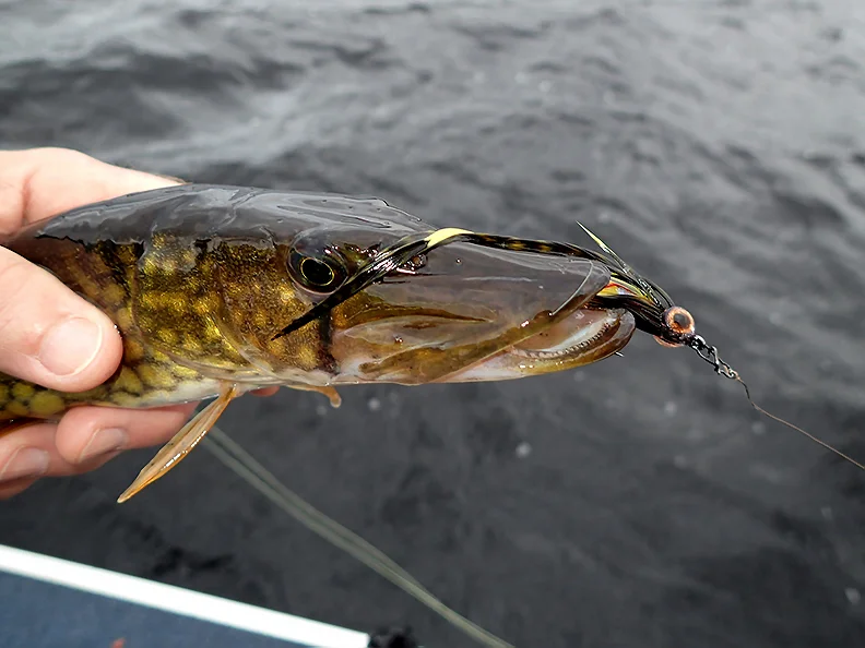 Lou Digena’s perch pattern getting it done! Pickerel will take a large variety of flies, but definitely show a preference for large streamers. (photo credit: Digena Photography)