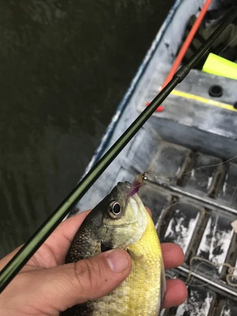 A bluegill fooled by the Baggenstoss!