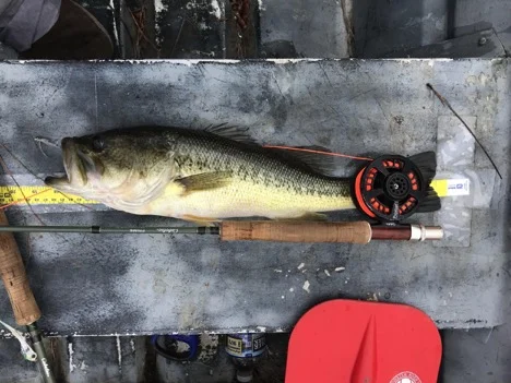 The Baggenstoss is also a great pattern for larger predators like largemouth bass