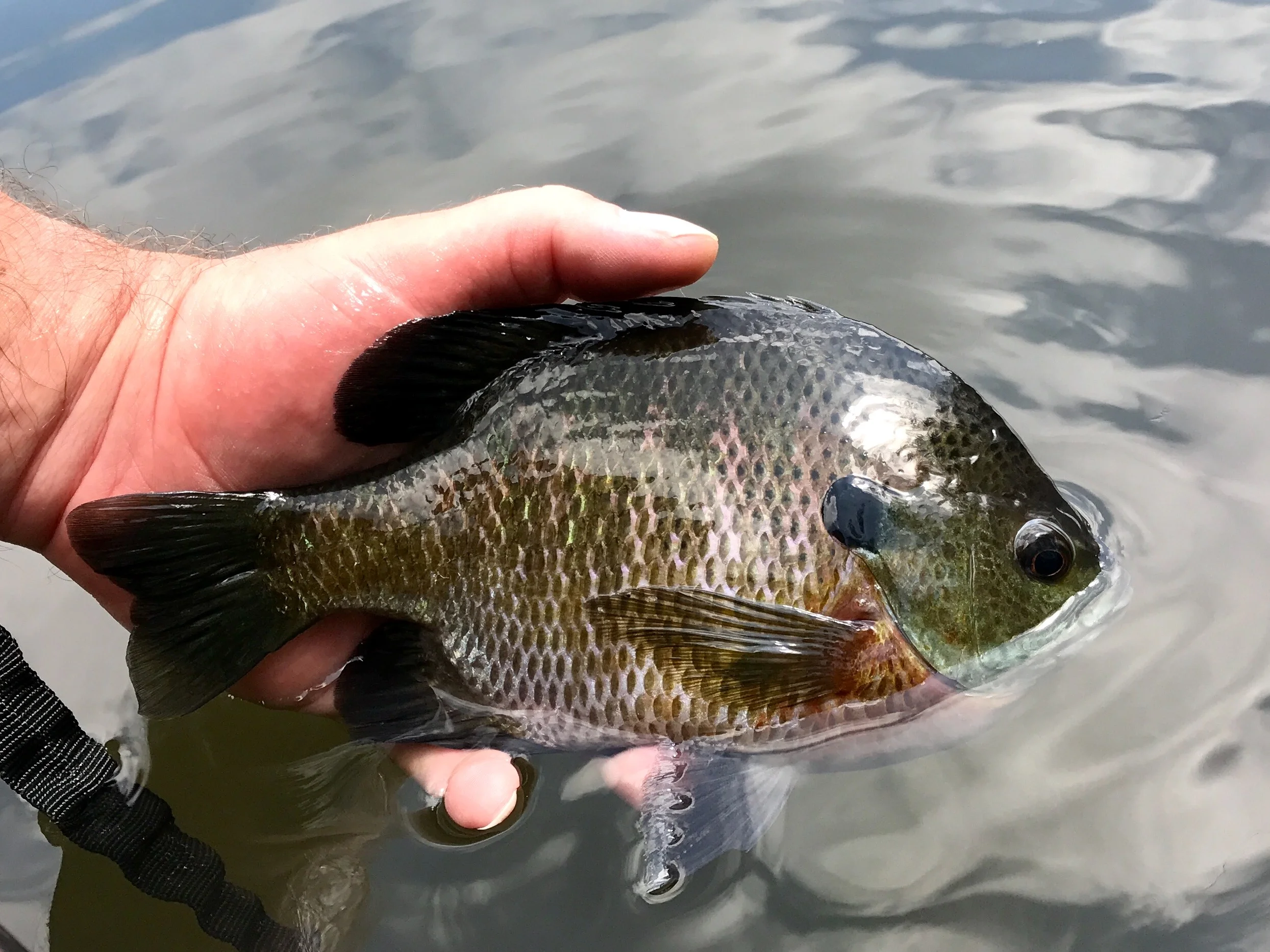 Please put some back! Large male fish are essential to maintaining a healthy panfish population. Consider releasing all male fish 8 inches and larger and keep those 6”-7” fish for the table.