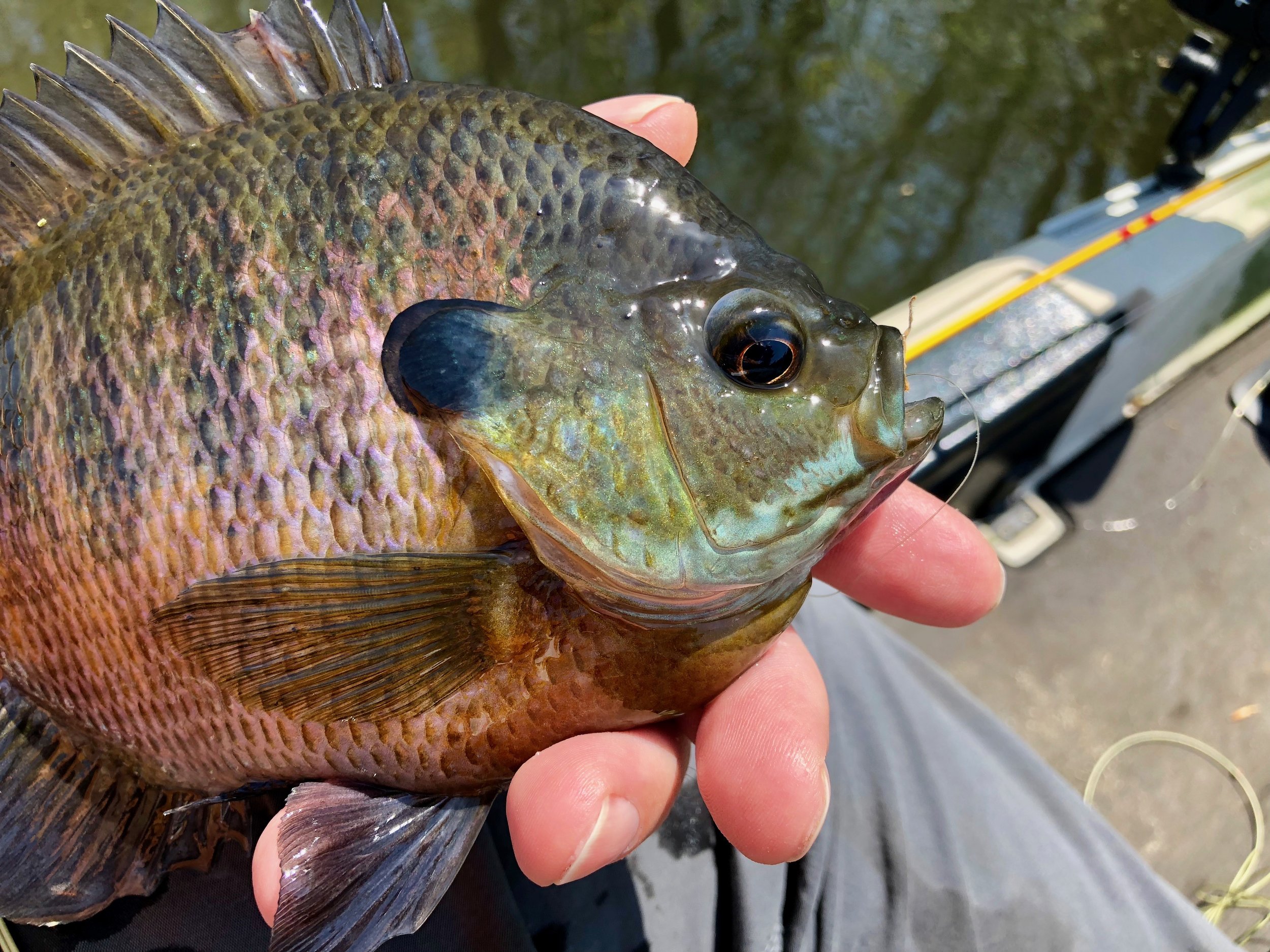 How To Consistently Catch Big Bluegills And Other Panfish — Panfish On The  Fly