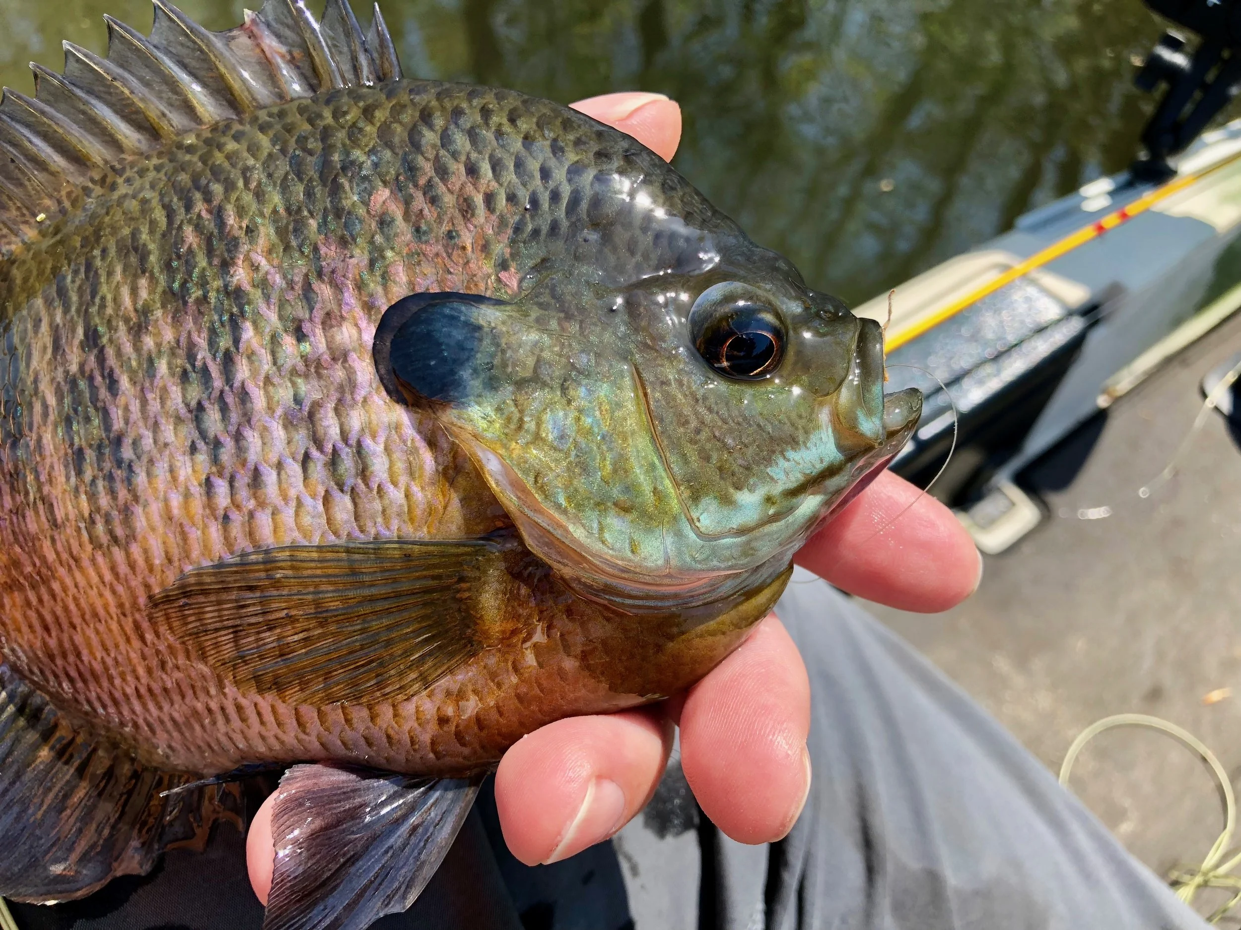 Despite their small mouths larger bluegills can take surprising large flies. This fish fully engulfed a size six streamer!