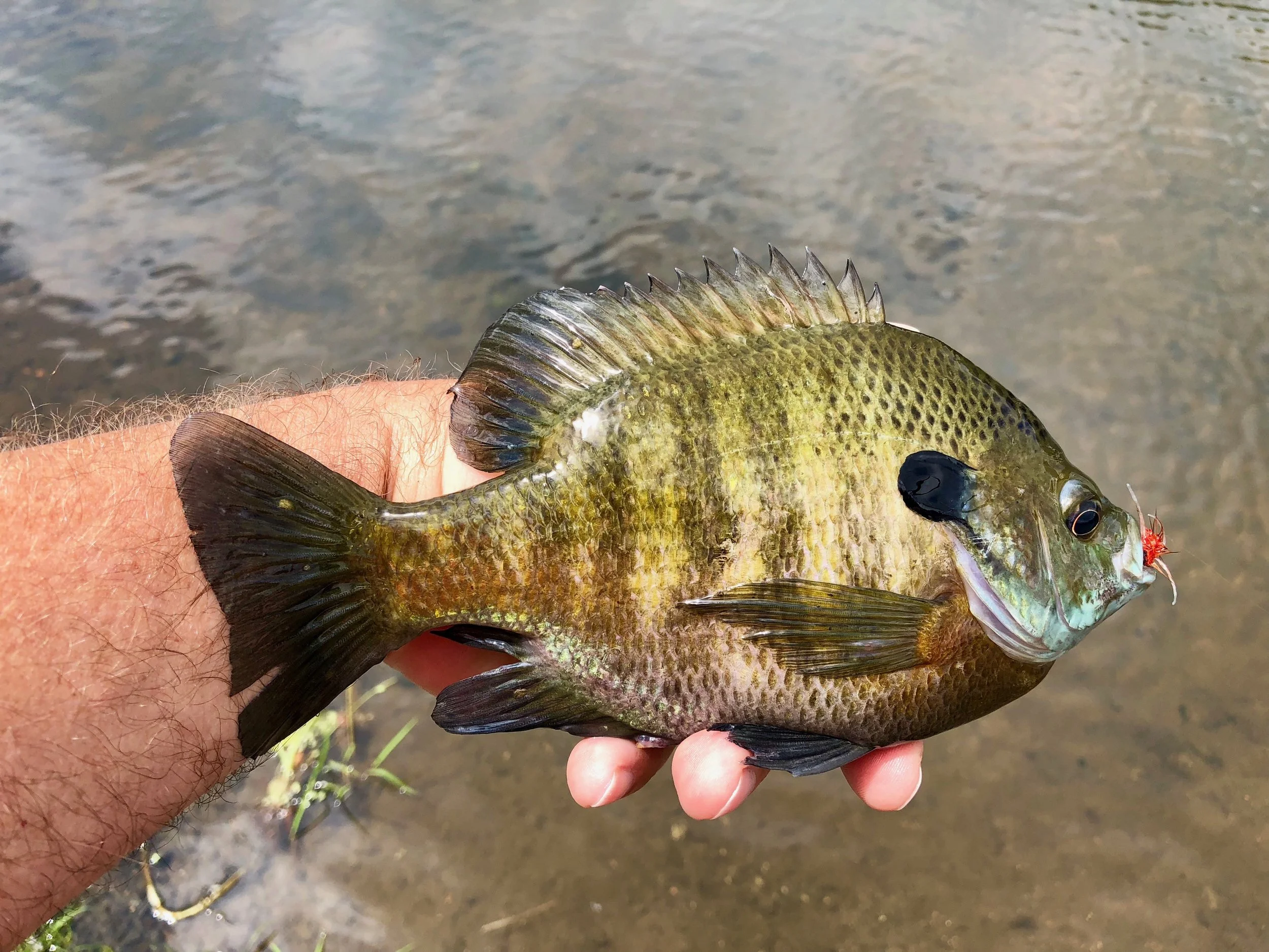 Big flies often equal big fish, but expect your catch numbers to drop a bit.