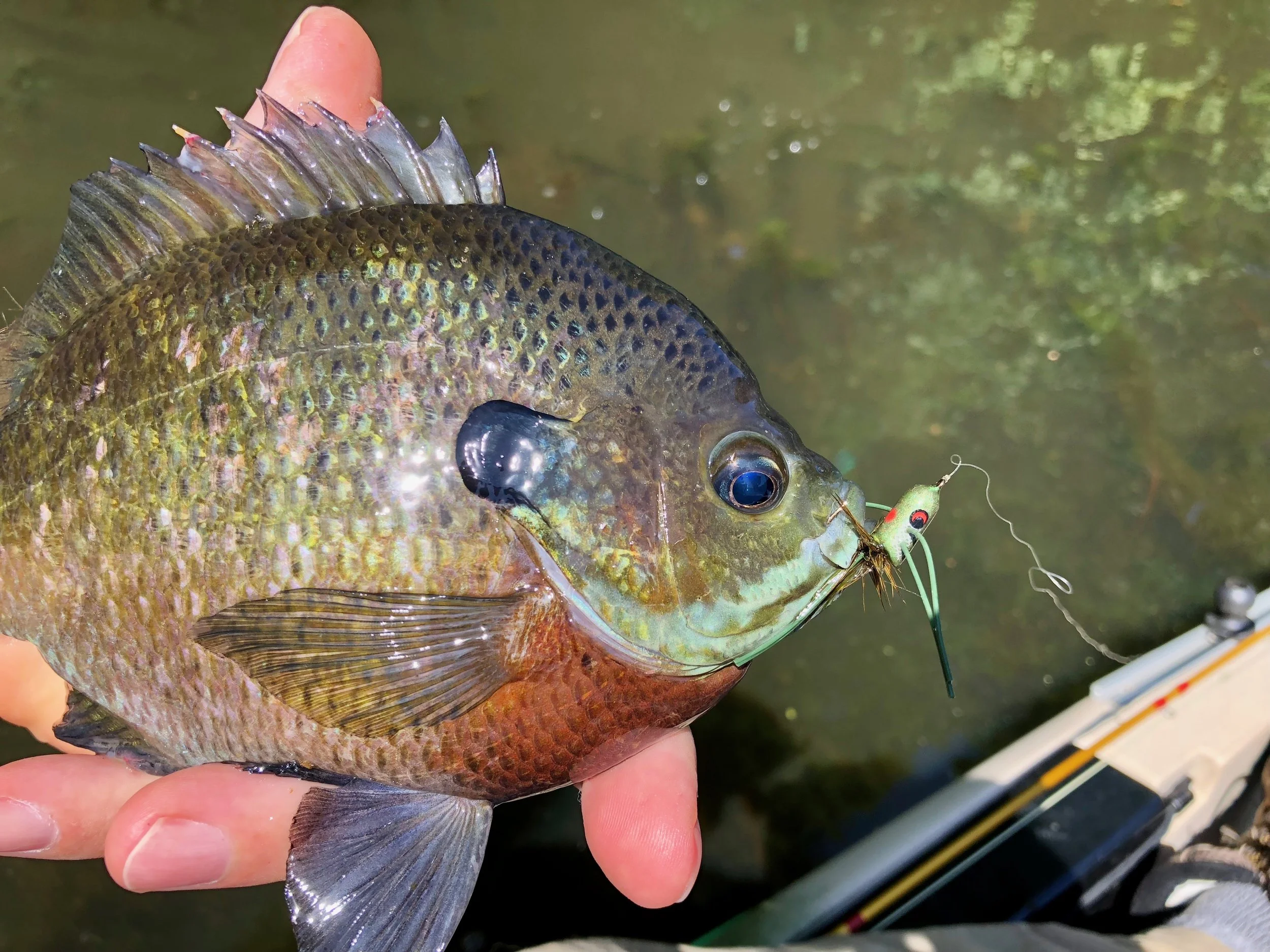 A slider style popper is a great choice when fish are a little spooky and may react negatively to a loud cup faced popper.