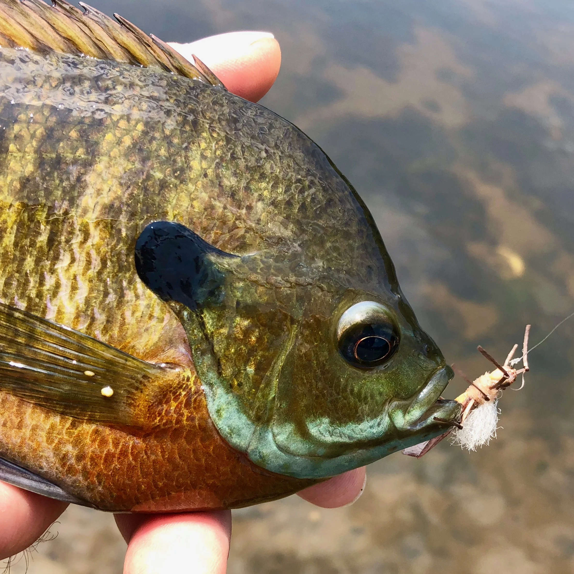 Bluegills search out big meals when the weather first begins to cool off.