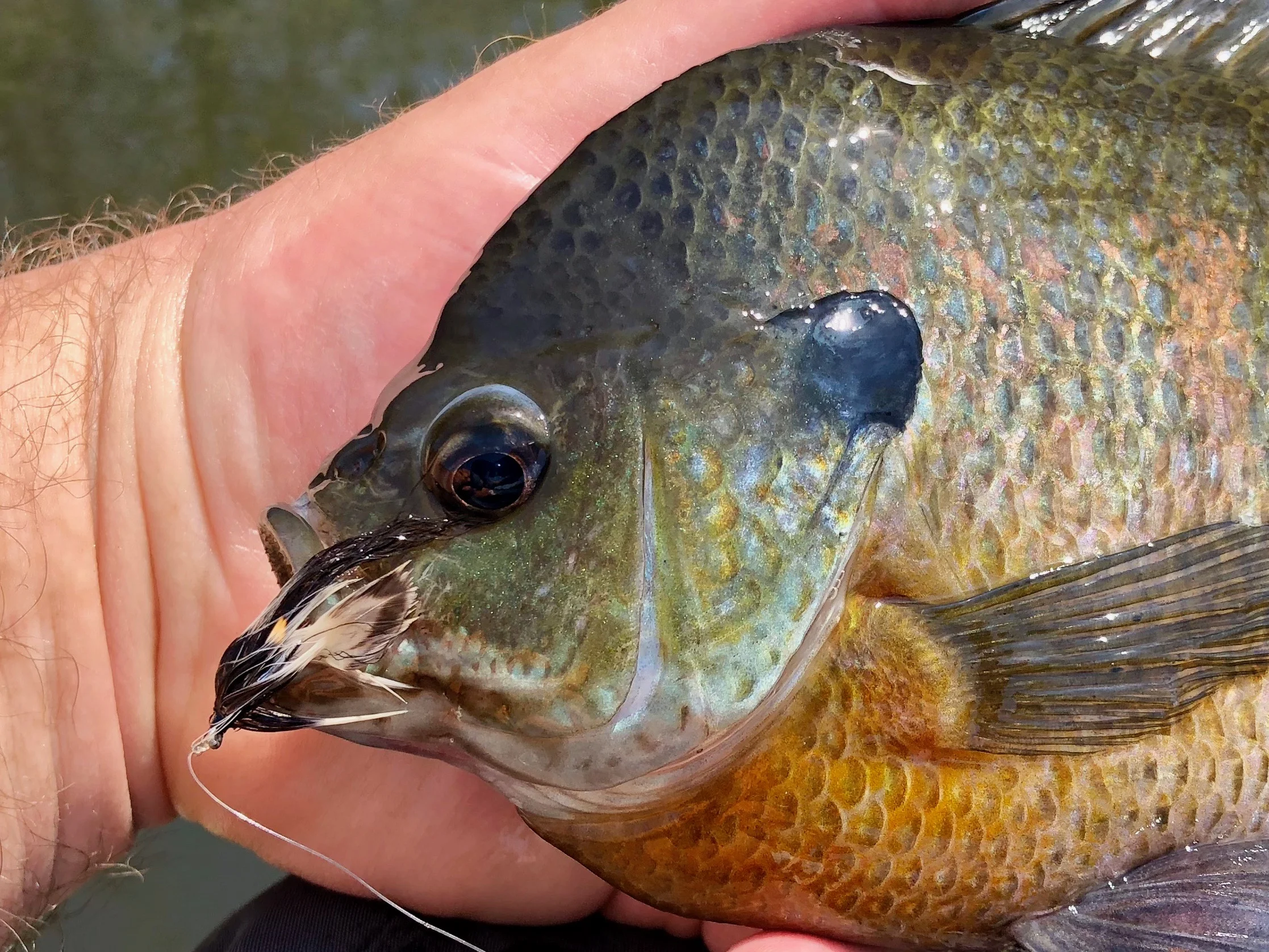 Large bluegills will take small streamers with gusto!