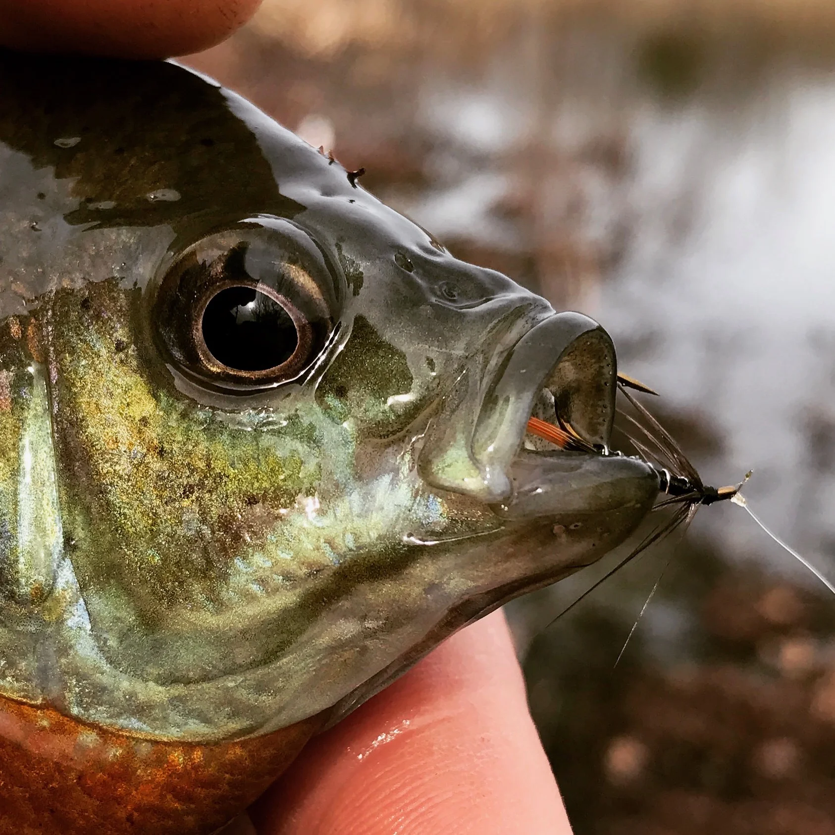 Wet flies are proven panfish killers!