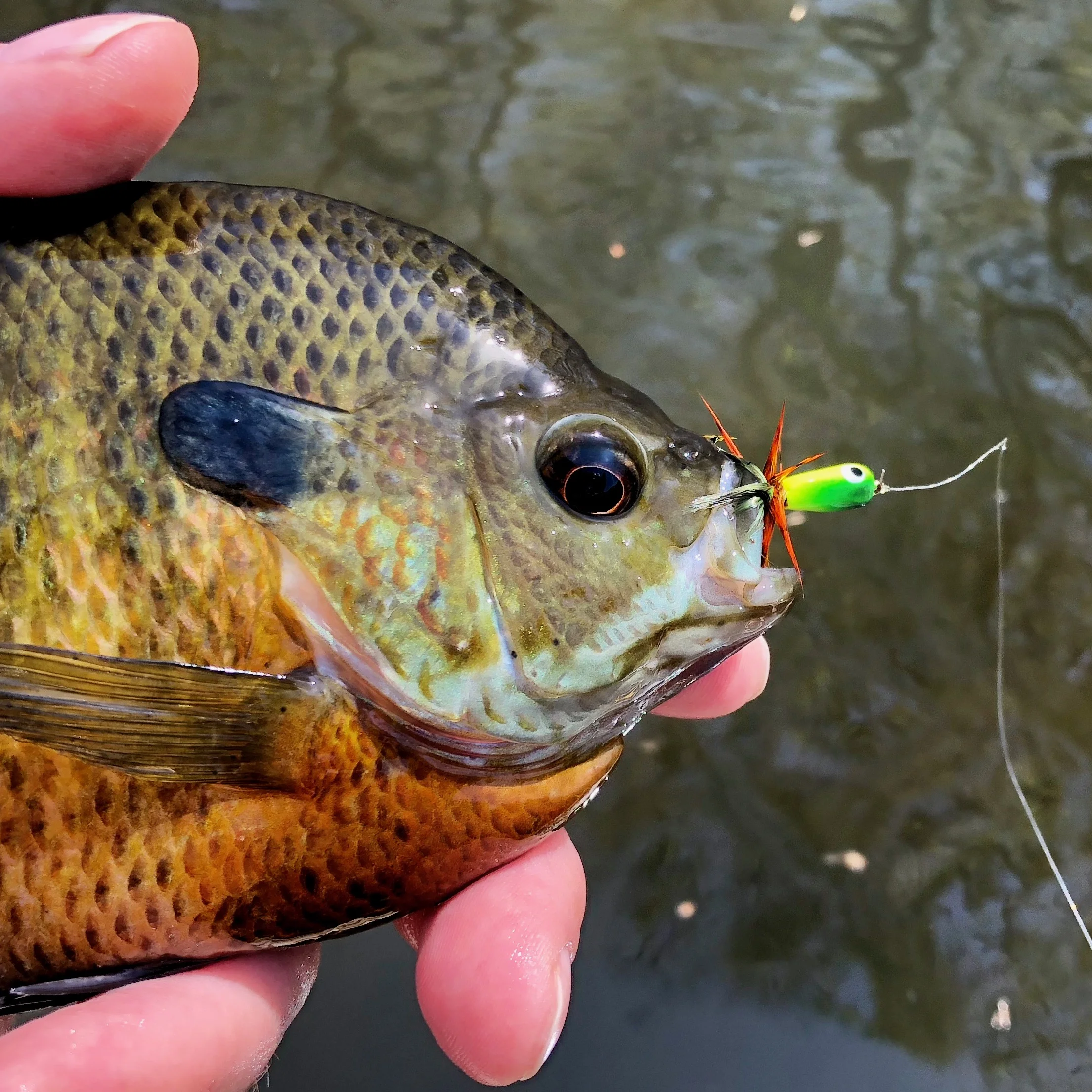 The Gum Drop Slider is irresistible to bluegills and other panfish!