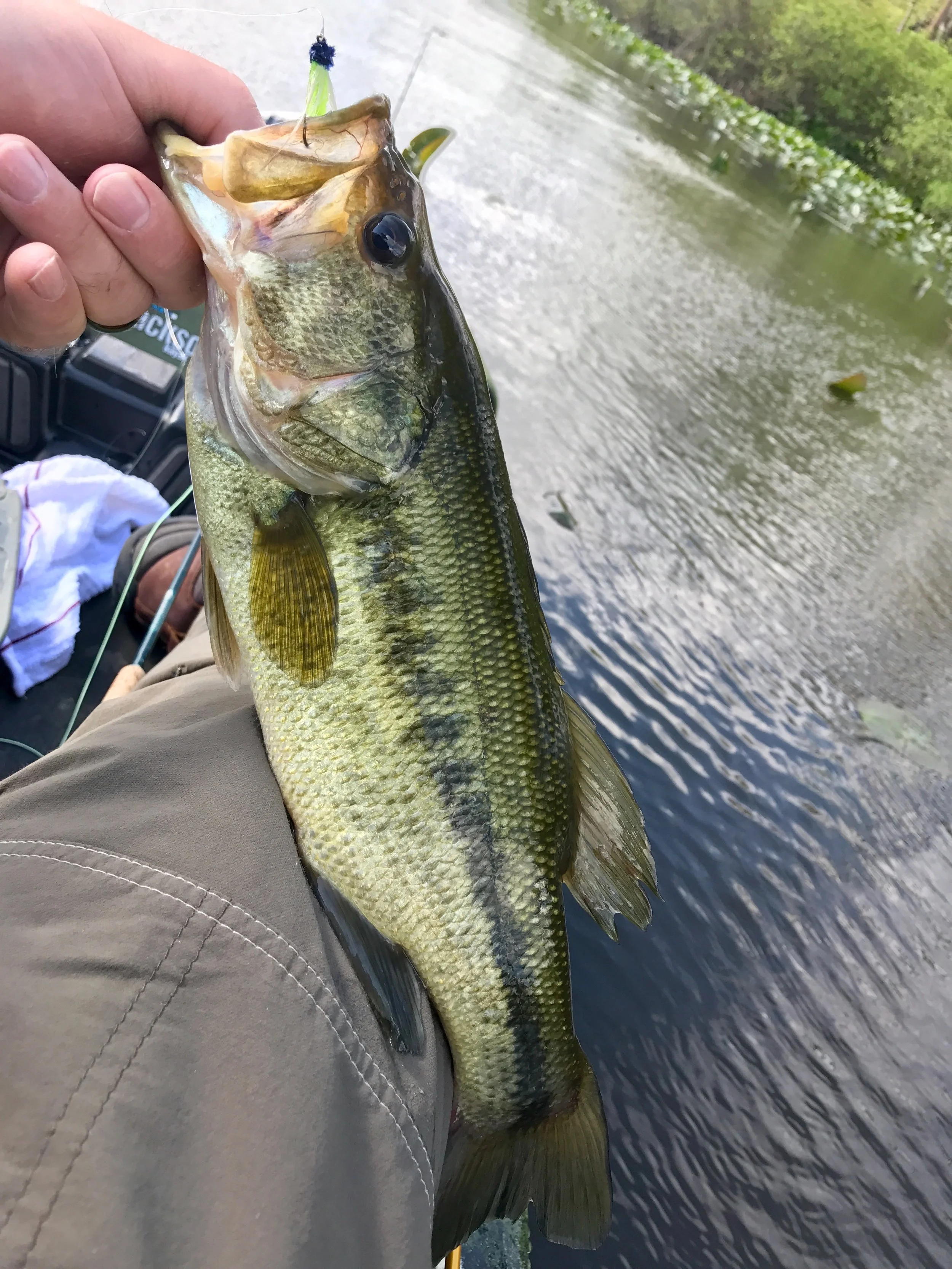 Bass of this size will often grab a James Wood Bucktail. They may not be huge but can be a blast on a light panfish rod!