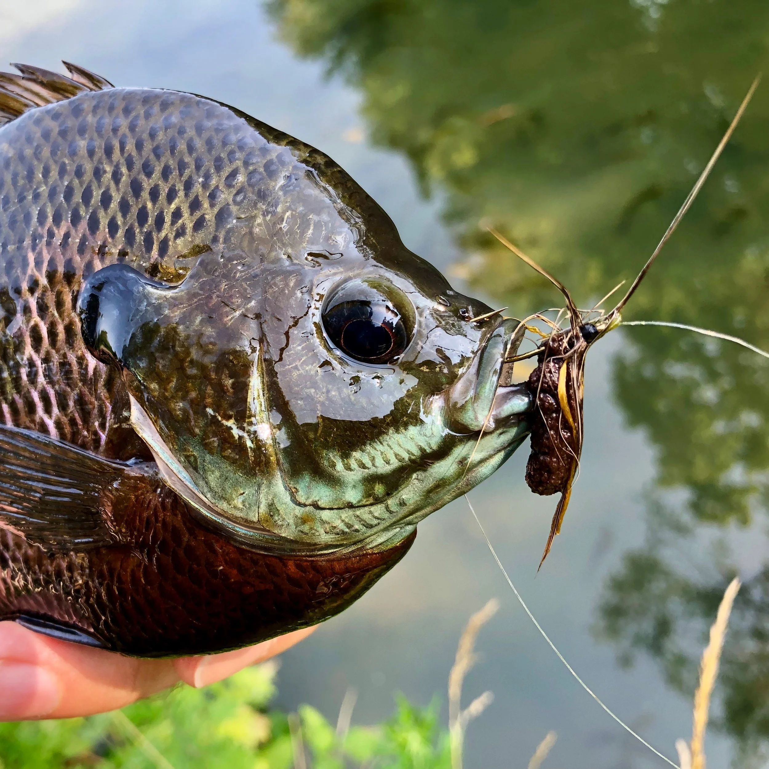 The Creature is also good choice for jumbo panfish. It is a mouthful for all but the largest fish.