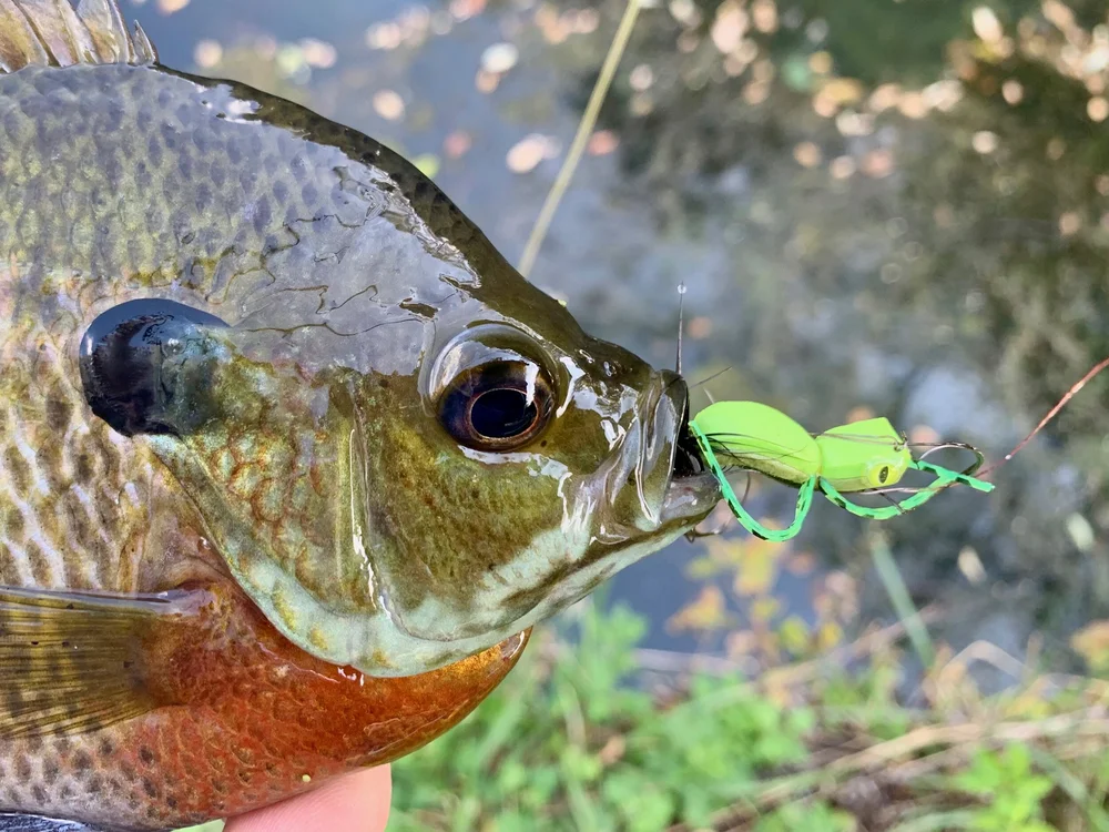 A Simple Gurgler Variation For Panfish Bass Panfish On The Fly