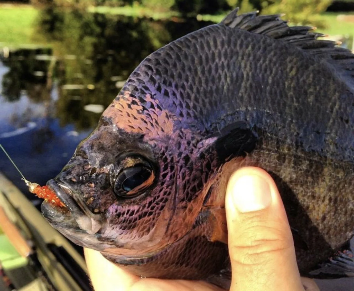 A fine bluegill with a mouthful of Shrymph!