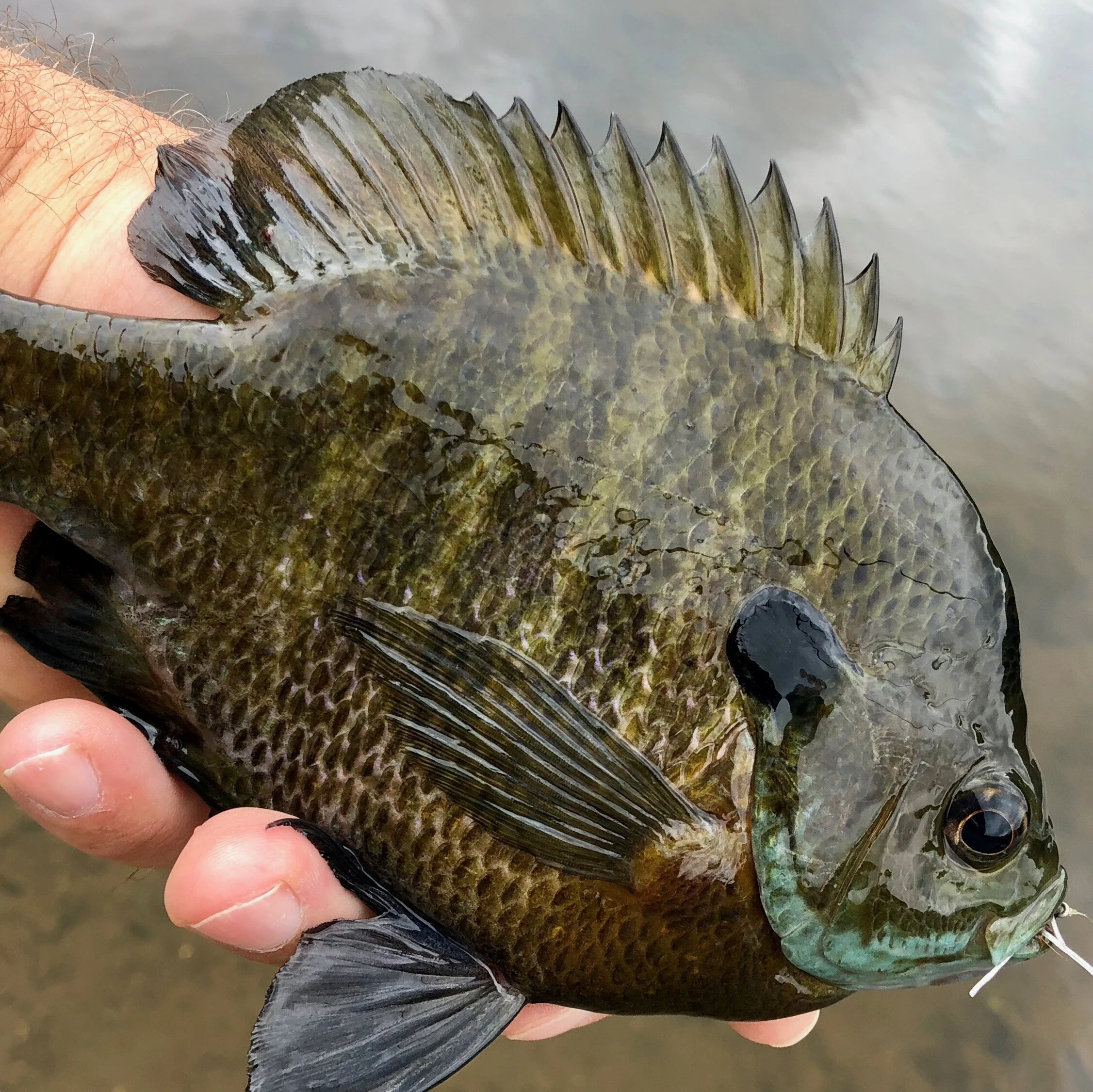 Double Duty Nymphs for Panfish and Bass — Panfish On The Fly