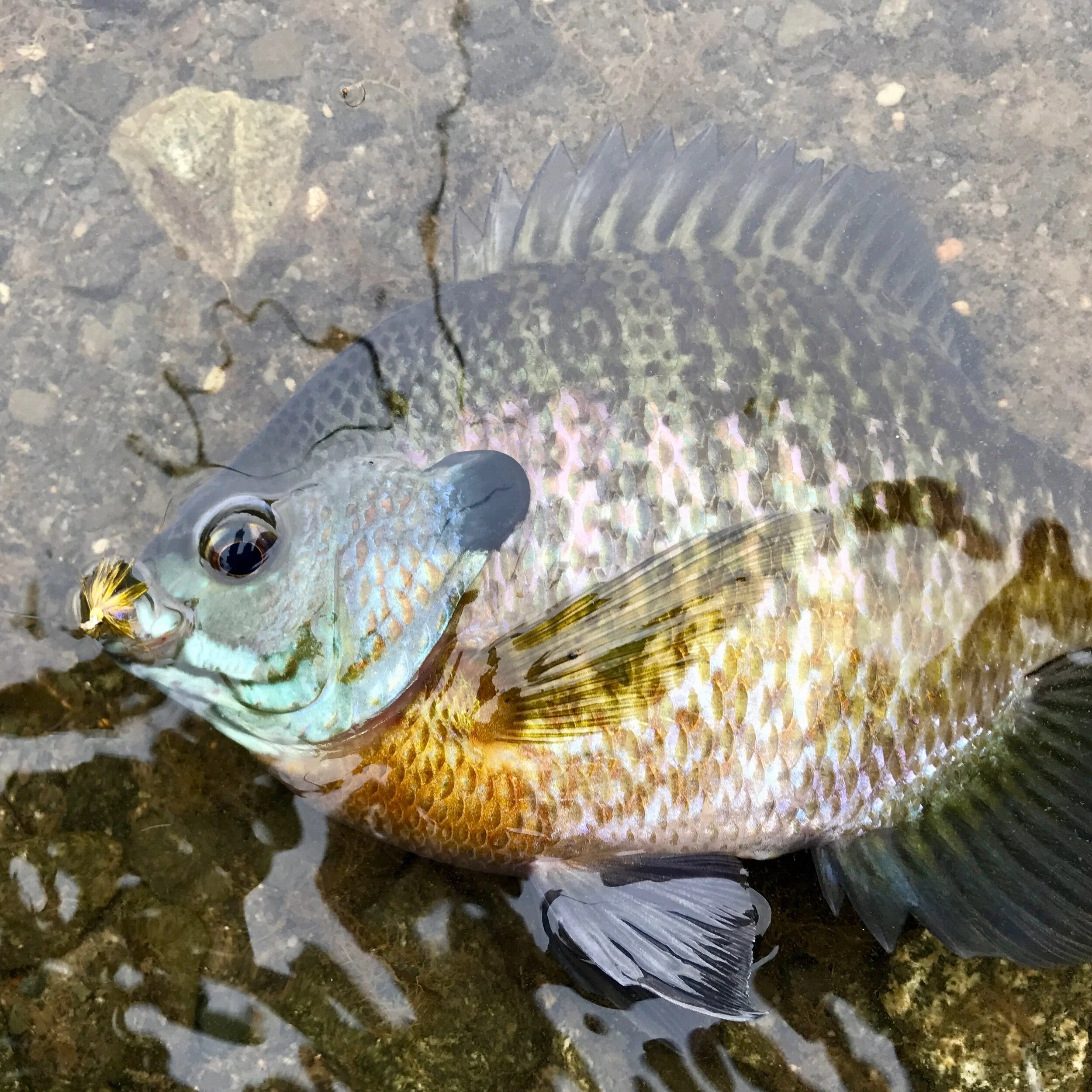 Panhead Fish Ten Tips For Trophy Panfish This Summer — Panfish On The Fly