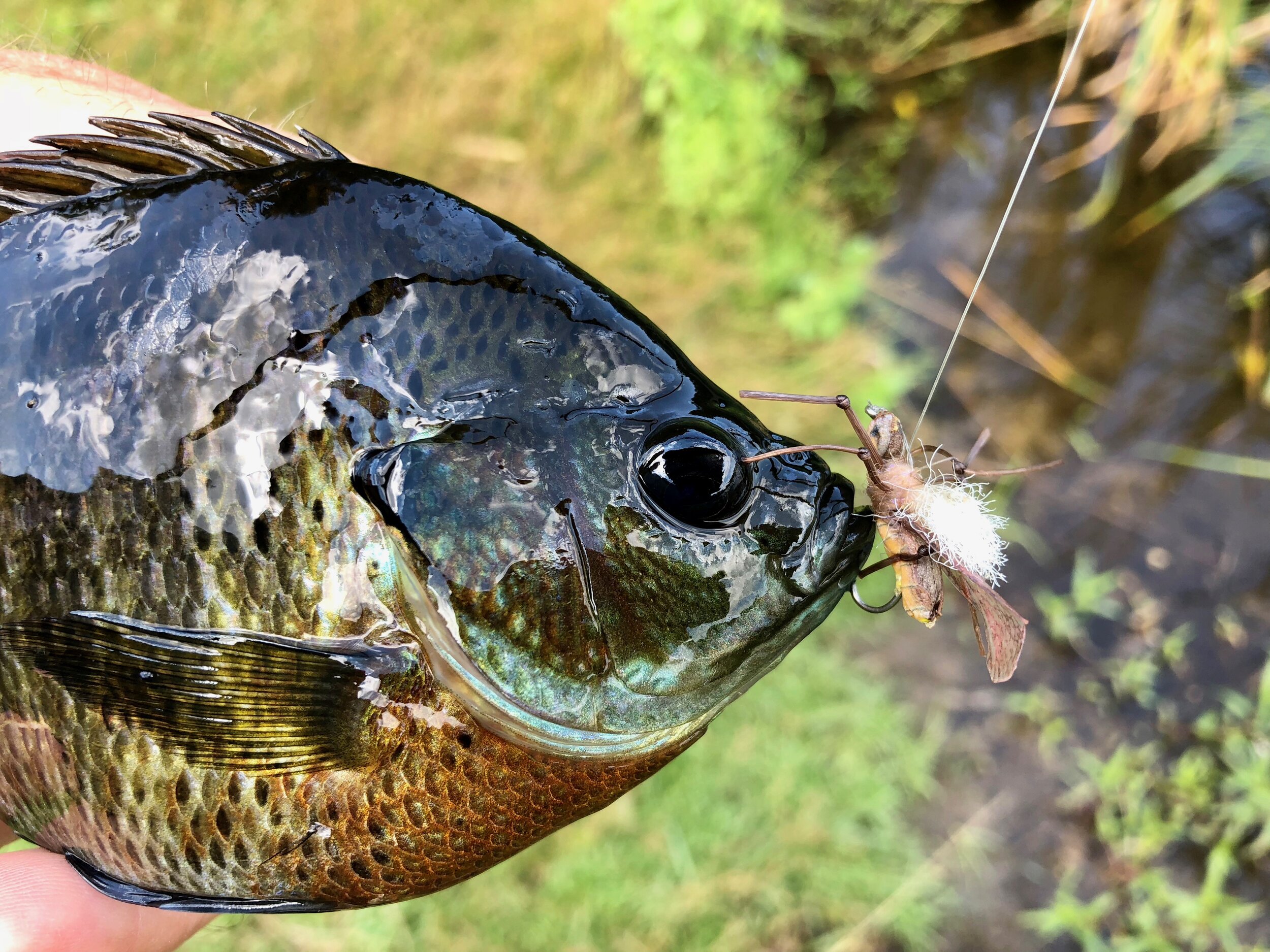 Details about   PANFISH POLECATS YELLOW OR WHITE TWO FLIES PER AUCTION TROUT PANFISH BLUEGILL 