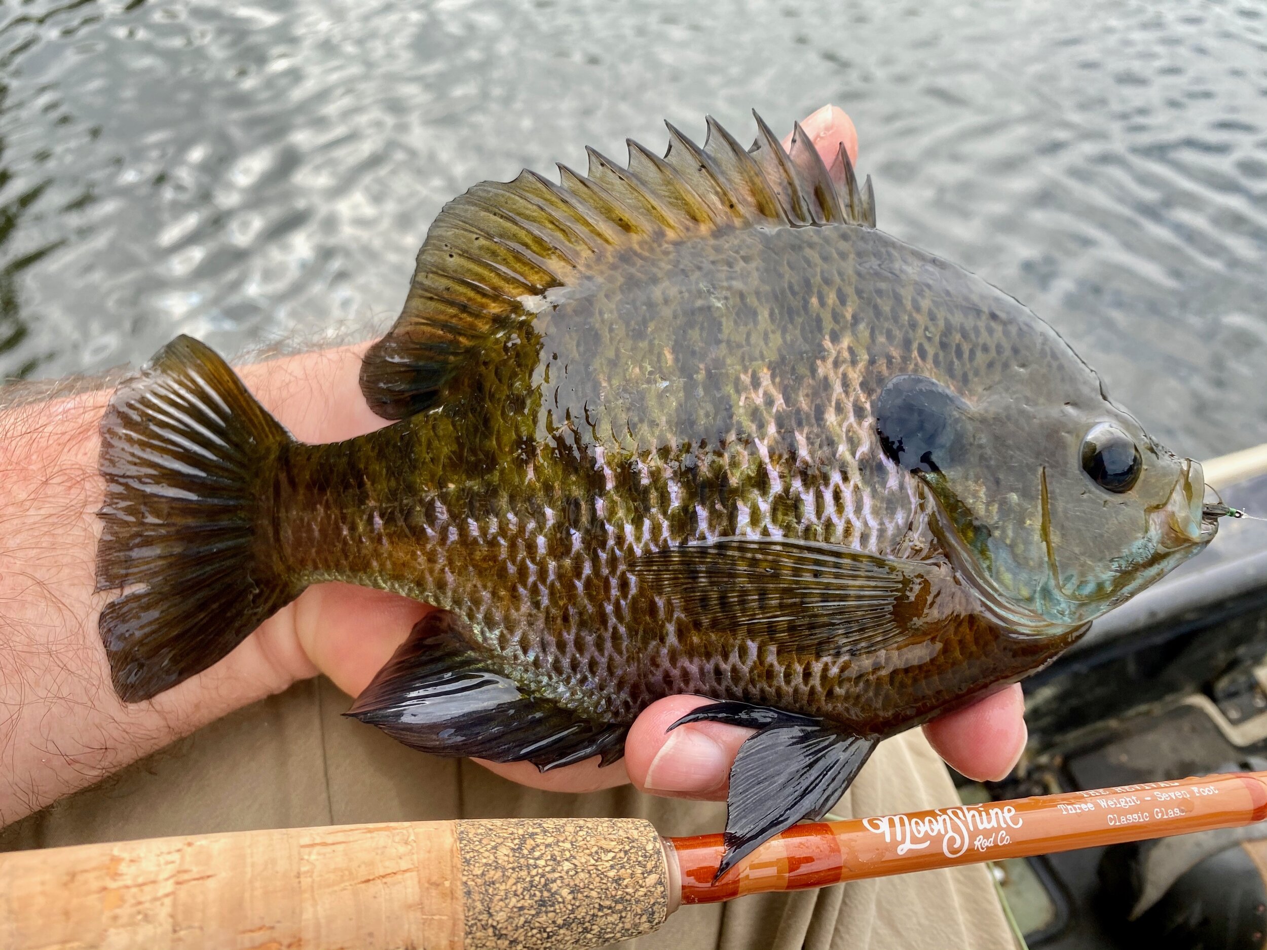 Don't Hang Up That Fly Rod Just Yet! — Panfish On The Fly