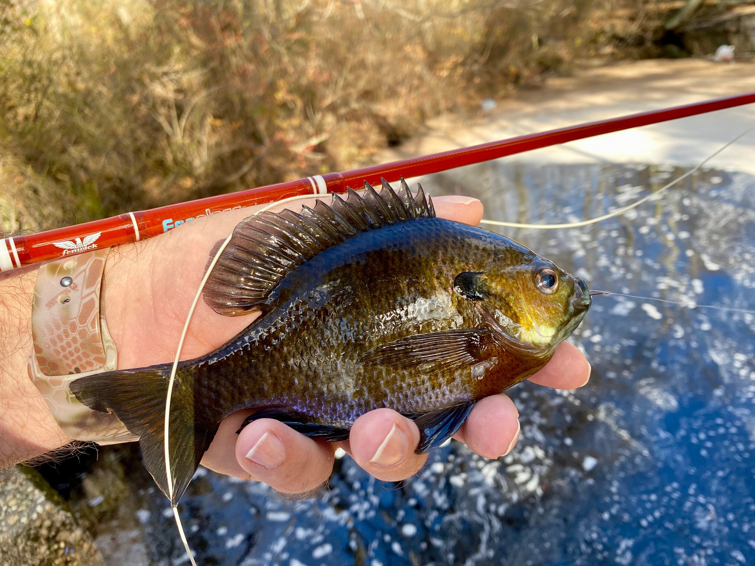 A Different Kind Of Blue Lining — Panfish On The Fly