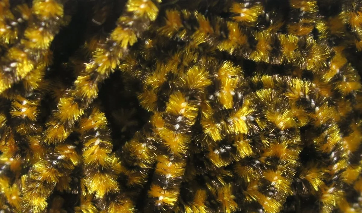 seal brown ginger.jpeg