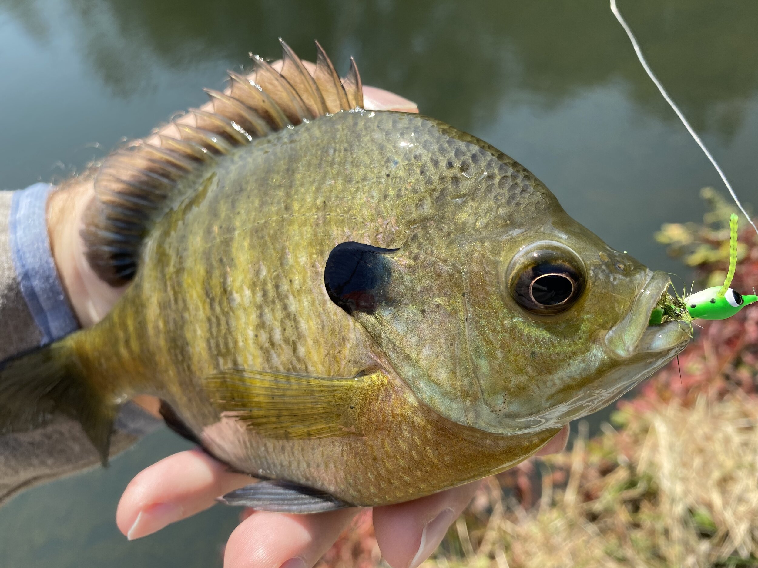 Fly Tying Friday - The Micro Frog — Panfish On The Fly