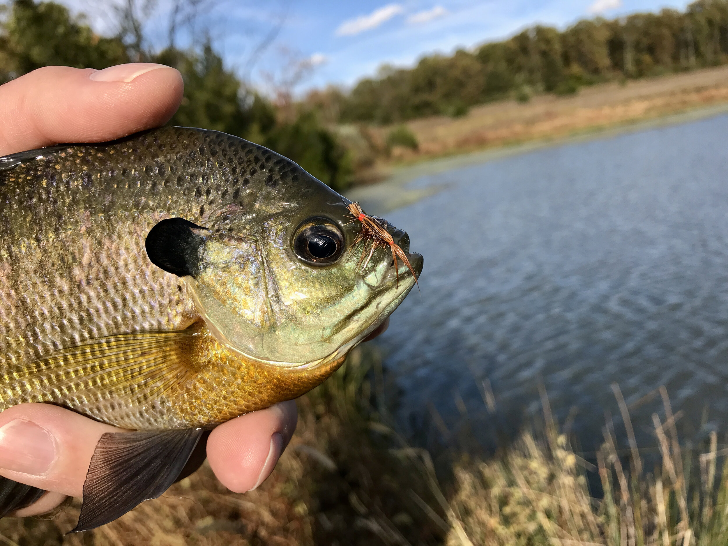 Fly Tying Friday - The Cooper Bug — Panfish On The Fly