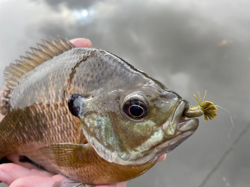 Largemouth Bass Blog Panfish On The Fly