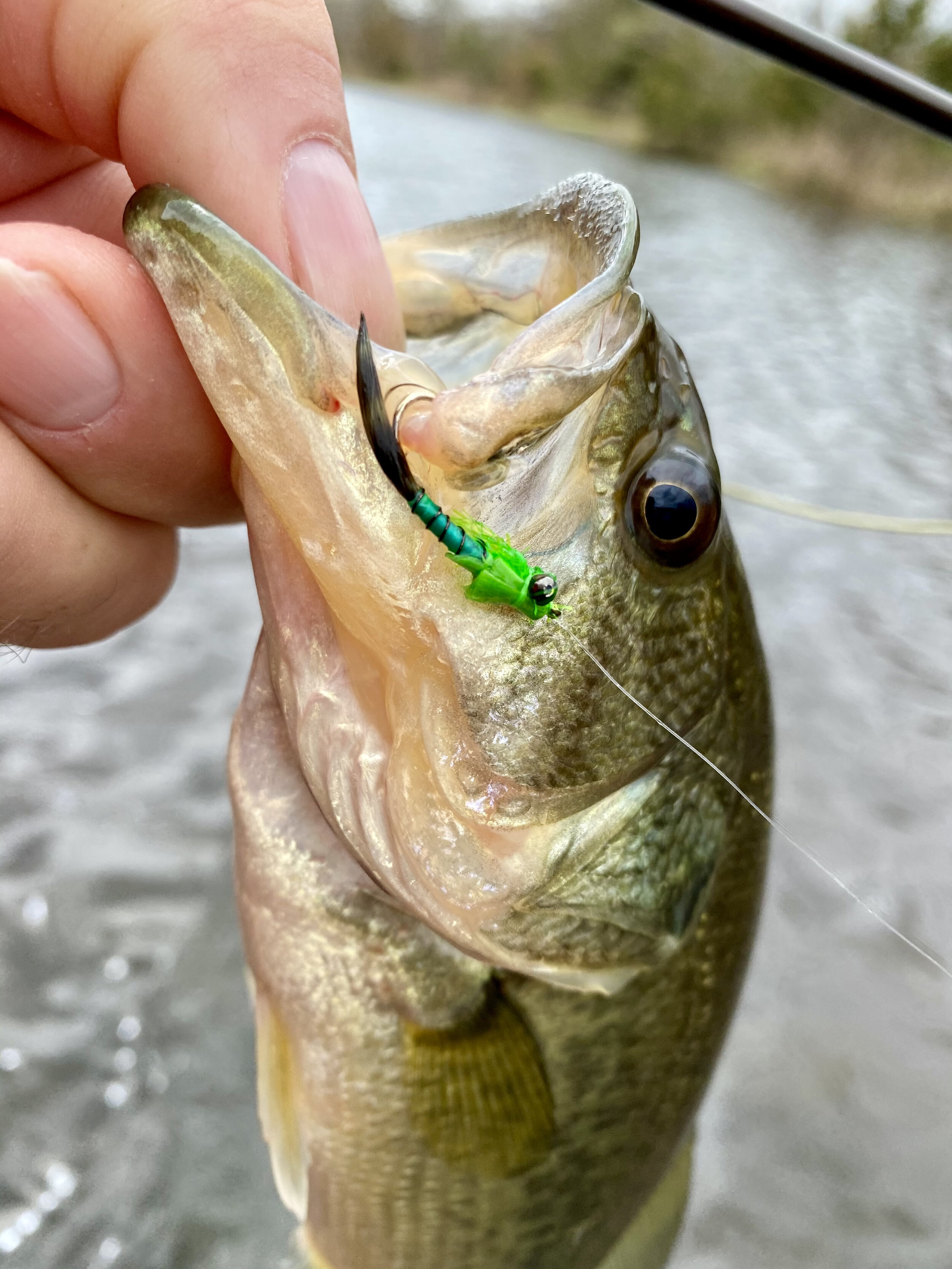 Fly Tying Friday - The Easter Basket Damselfly Nymph — Panfish On