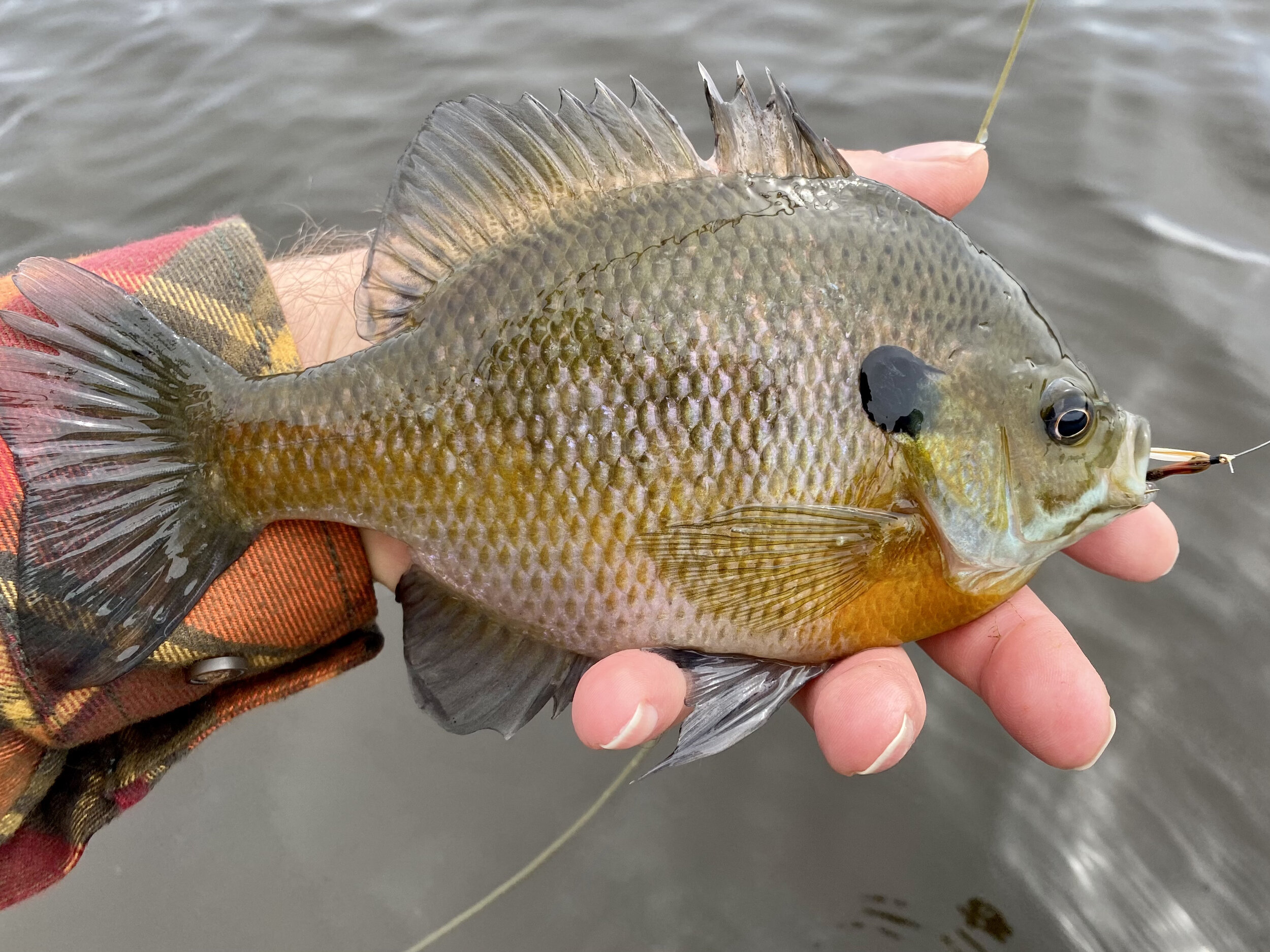 Soft Hackles and Wet Flies for Early Season Bluegills — Panfish On The Fly