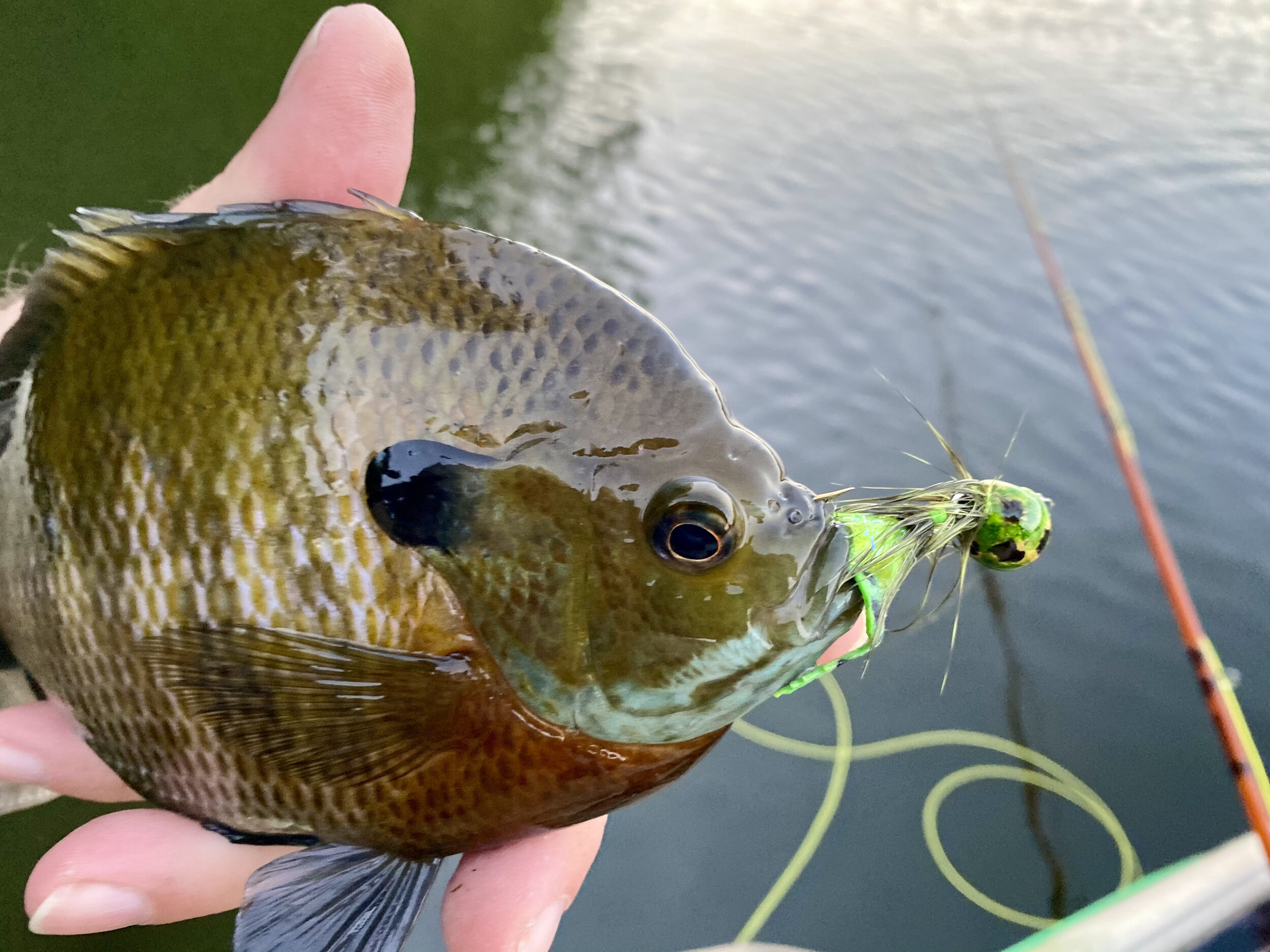 Fly Tying Friday: The Wee Frog — Panfish On The Fly