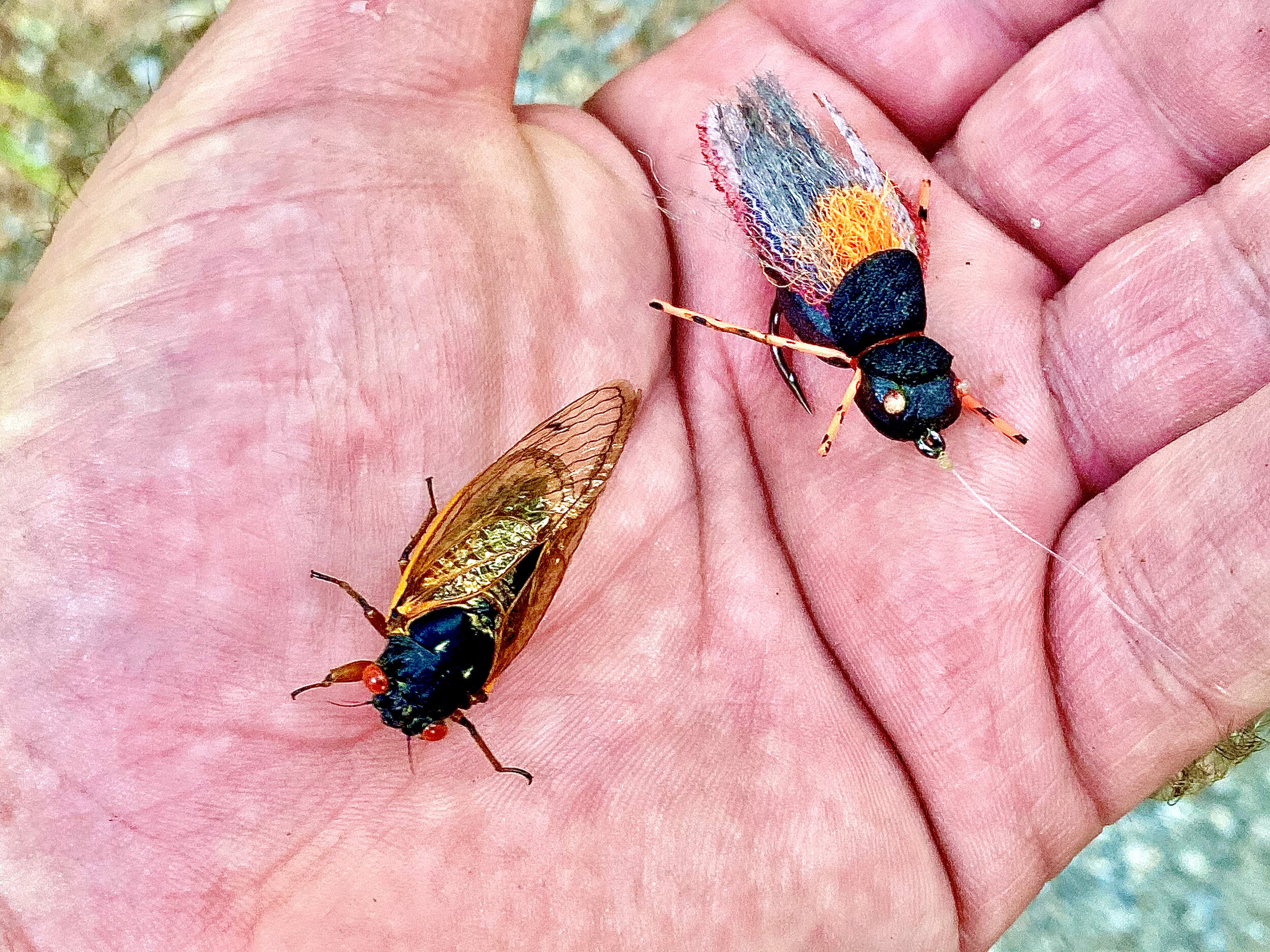 Fishing The Big Bug - The Brood X Cicada — Panfish On The Fly