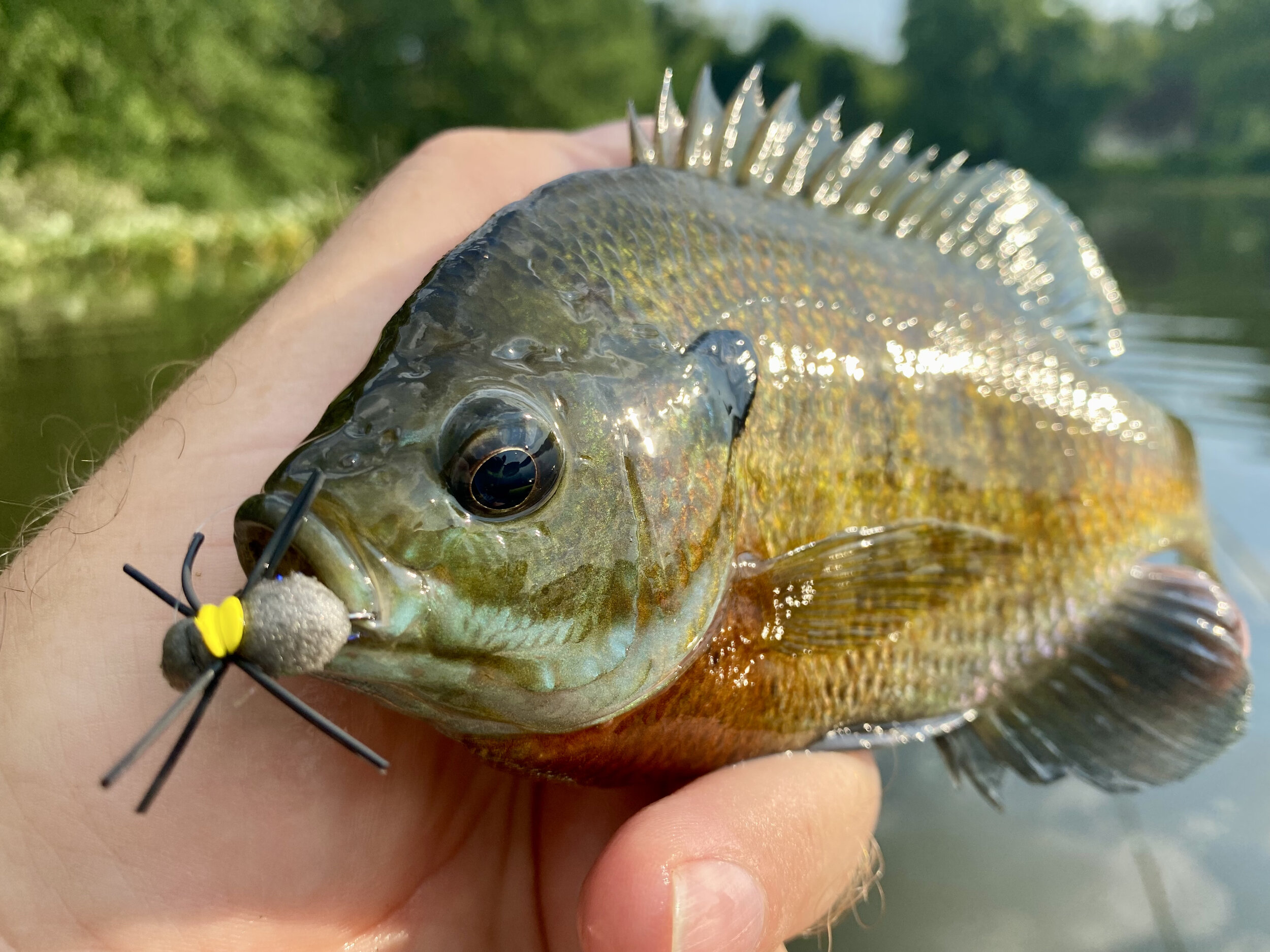 Fly Tying Friday: The Foam Beetle - Panfish Candy! — Panfish On