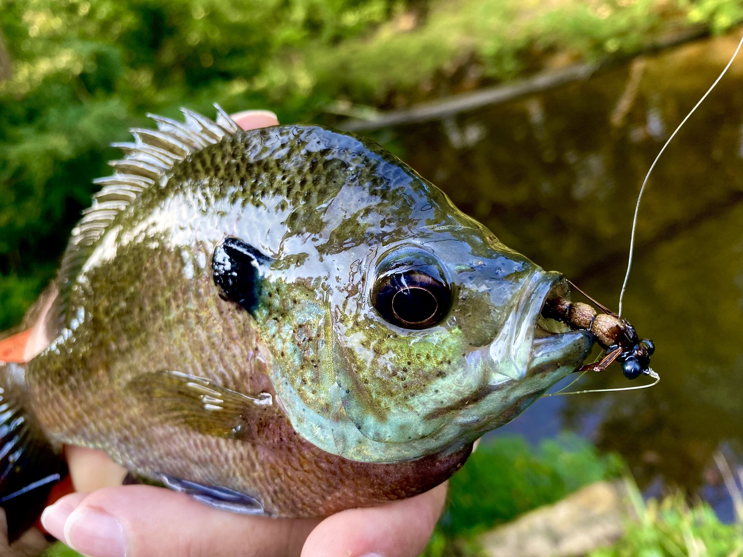 Fly Tying Friday - Floating Dragon Fly Nymphs — Panfish On The Fly